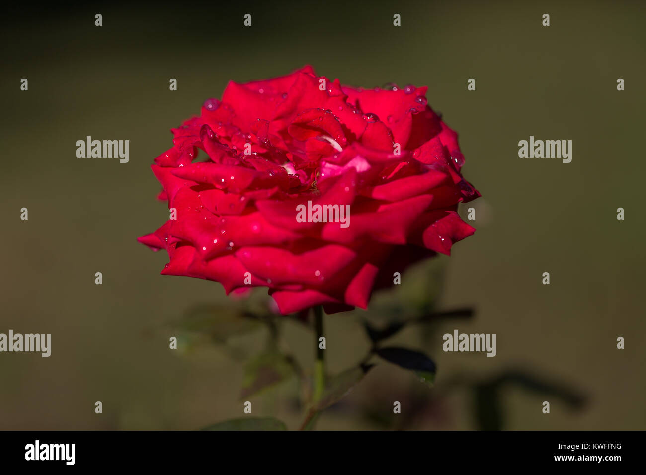 Rosa rossa con gocce di rugiada su uno sfondo verde scuro. Messa a fuoco selettiva Foto Stock