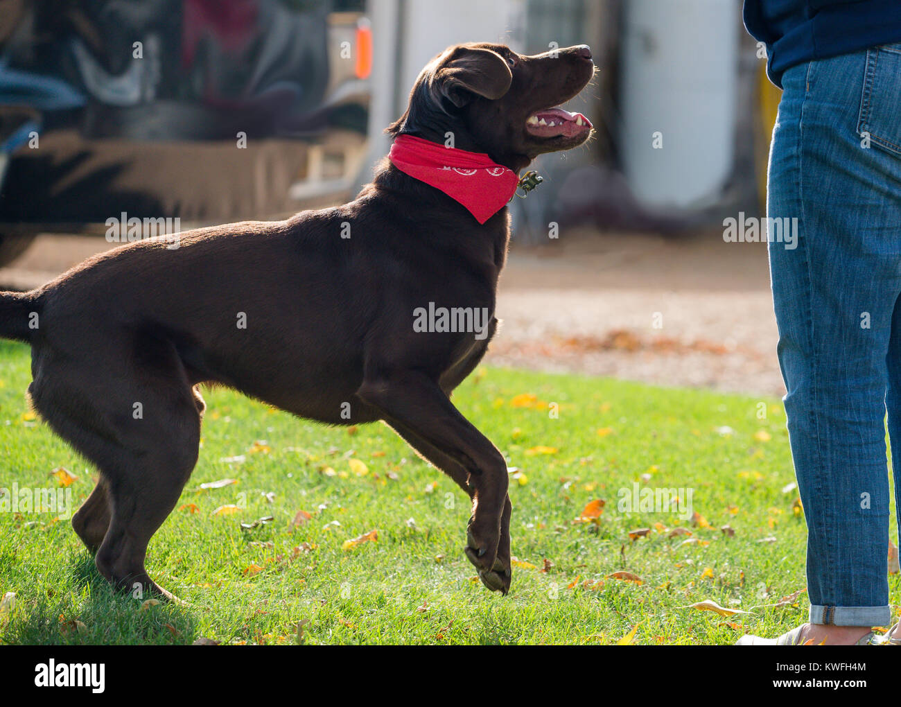 Il cioccolato labrador retriever cane anticipando una sfera essendo generata. Indossa red bandana su erba verde e la sua persona sul lato destro, soltanto sulle gambe. Foto Stock