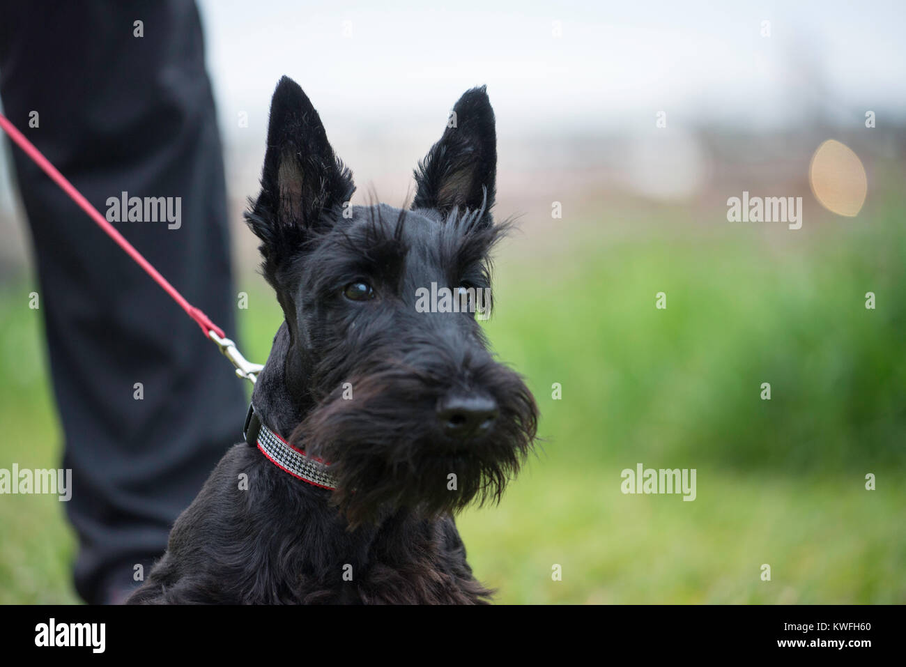 Inquadratura orizzontale di alert black scottish terrier al guinzaglio; verde messa a fuoco morbida dello sfondo. cane sul filo rosso con gestore proprietario con pantaloni neri. Foto Stock