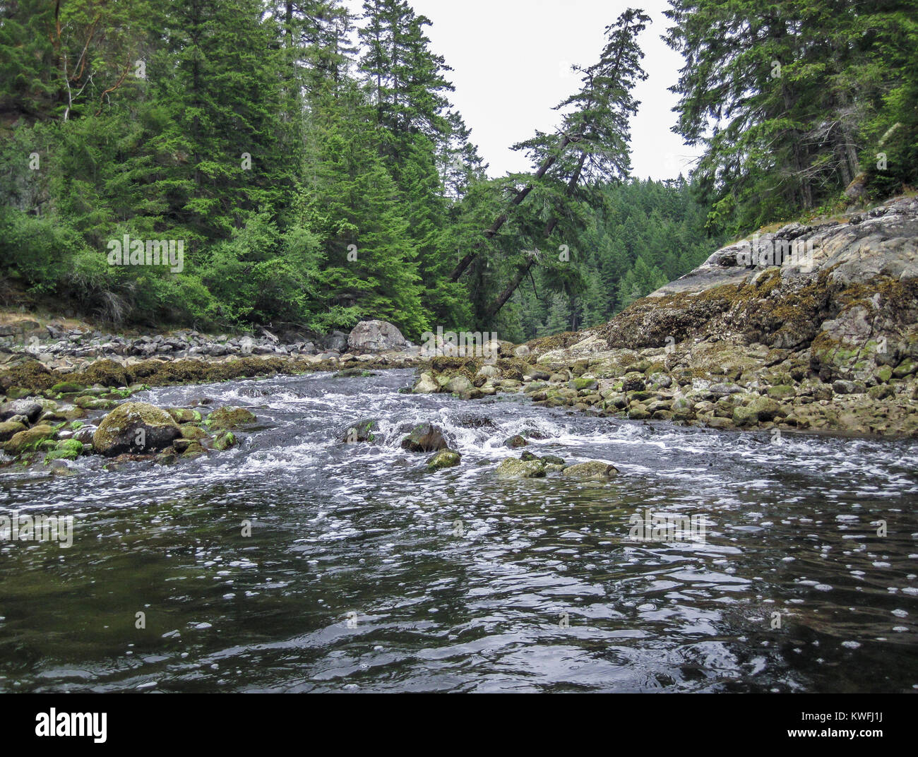 Con la bassa marea acqua precipita da una laguna di acqua salata, creando bolle a valle dell'entrata stretta. Ad alta marea il flusso inverte il senso di rotazione (British Columbia). Foto Stock