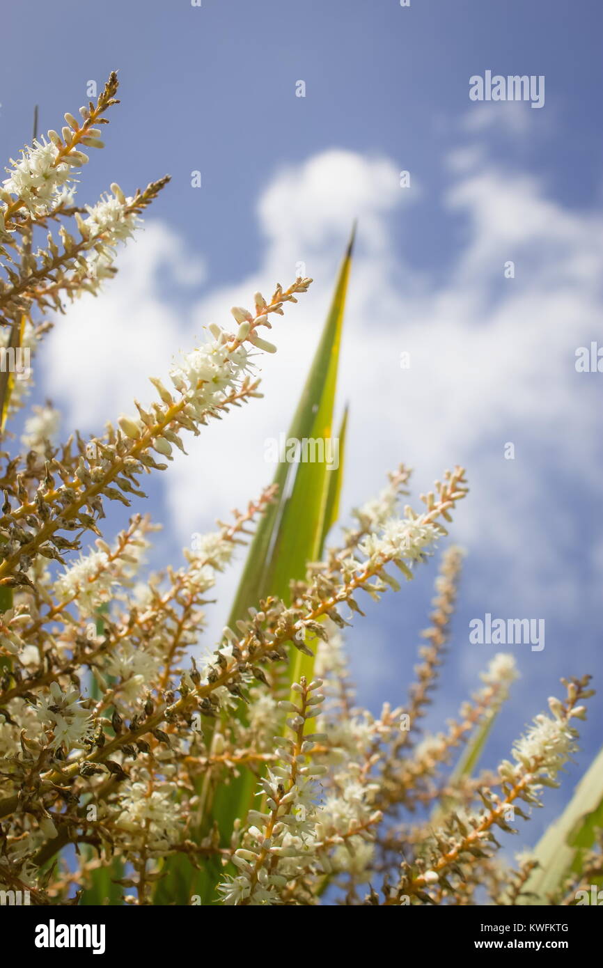 Chiudere l immagine della Nuova Zelanda Cabbage Tree Fiori d'estate. Foto Stock