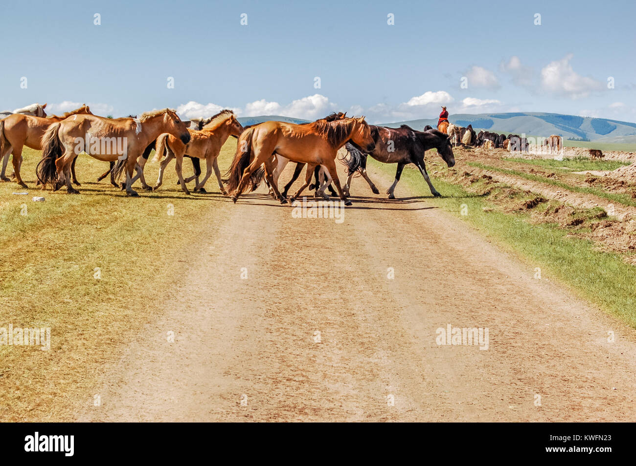 Distretto Shine-Ider, Mongolia - Luglio 22, 2010: cavalli mongola si imbrancò da cavallo nomad croce traccia di sporcizia sulla steppa Khovsgol nella provincia del nord Foto Stock