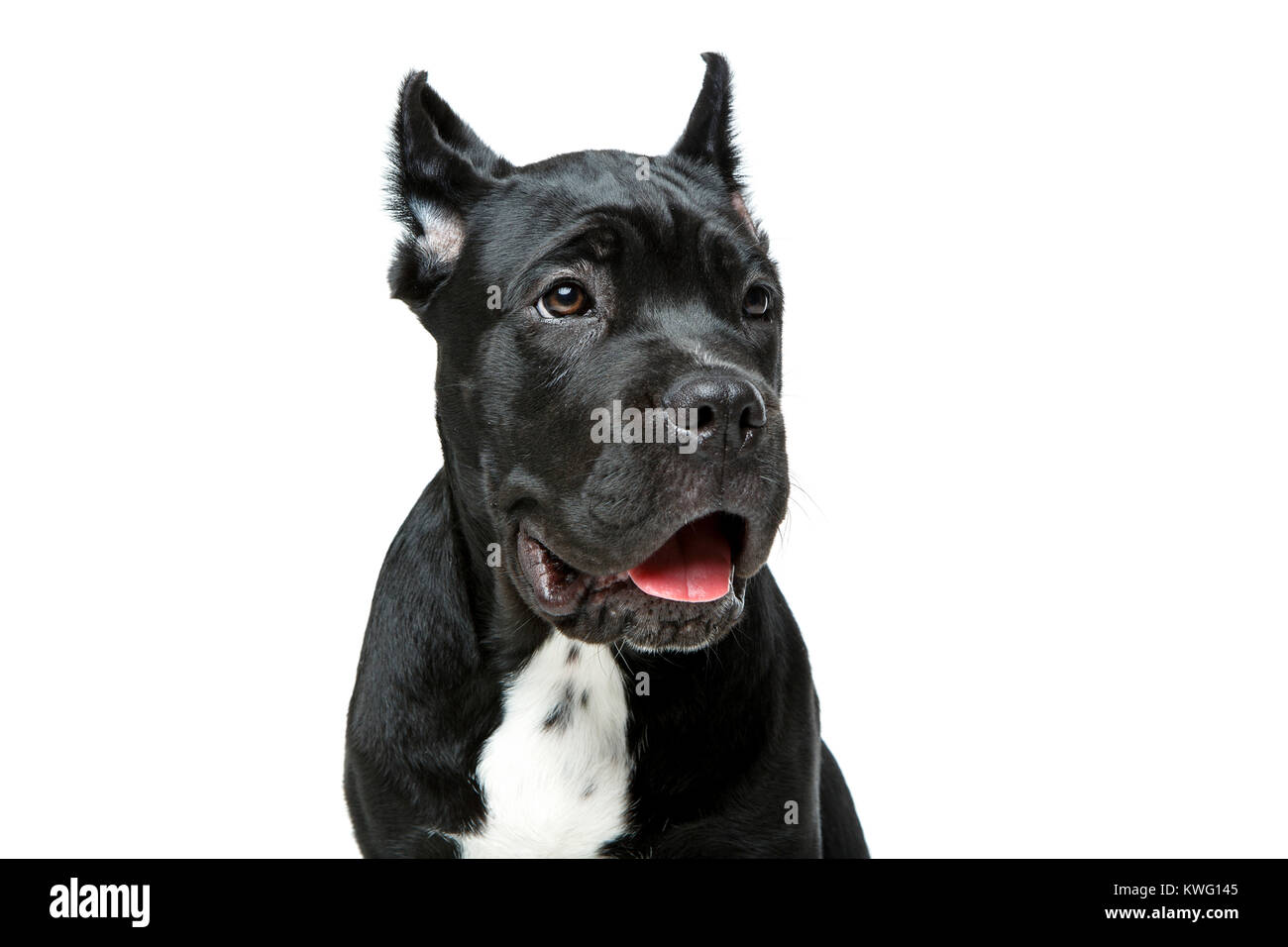 Bellissimo cane corso cucciolo Foto Stock