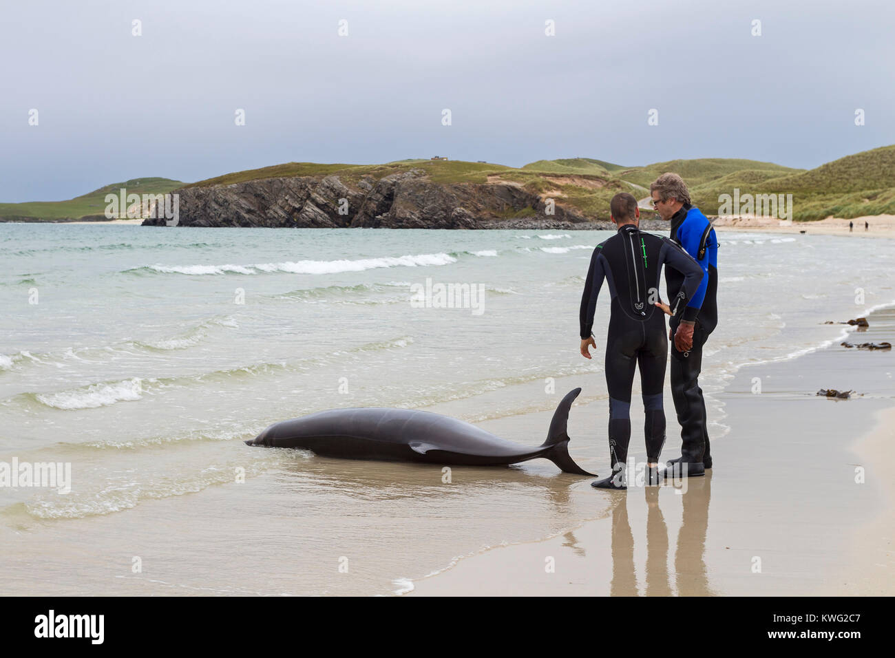 Membri della Scottish animale marino schema di cordatura (SMASS) con Dolphin lavato fino in Balnakeil Bay, Durness, Sutherland, Scotland, Regno Unito Foto Stock