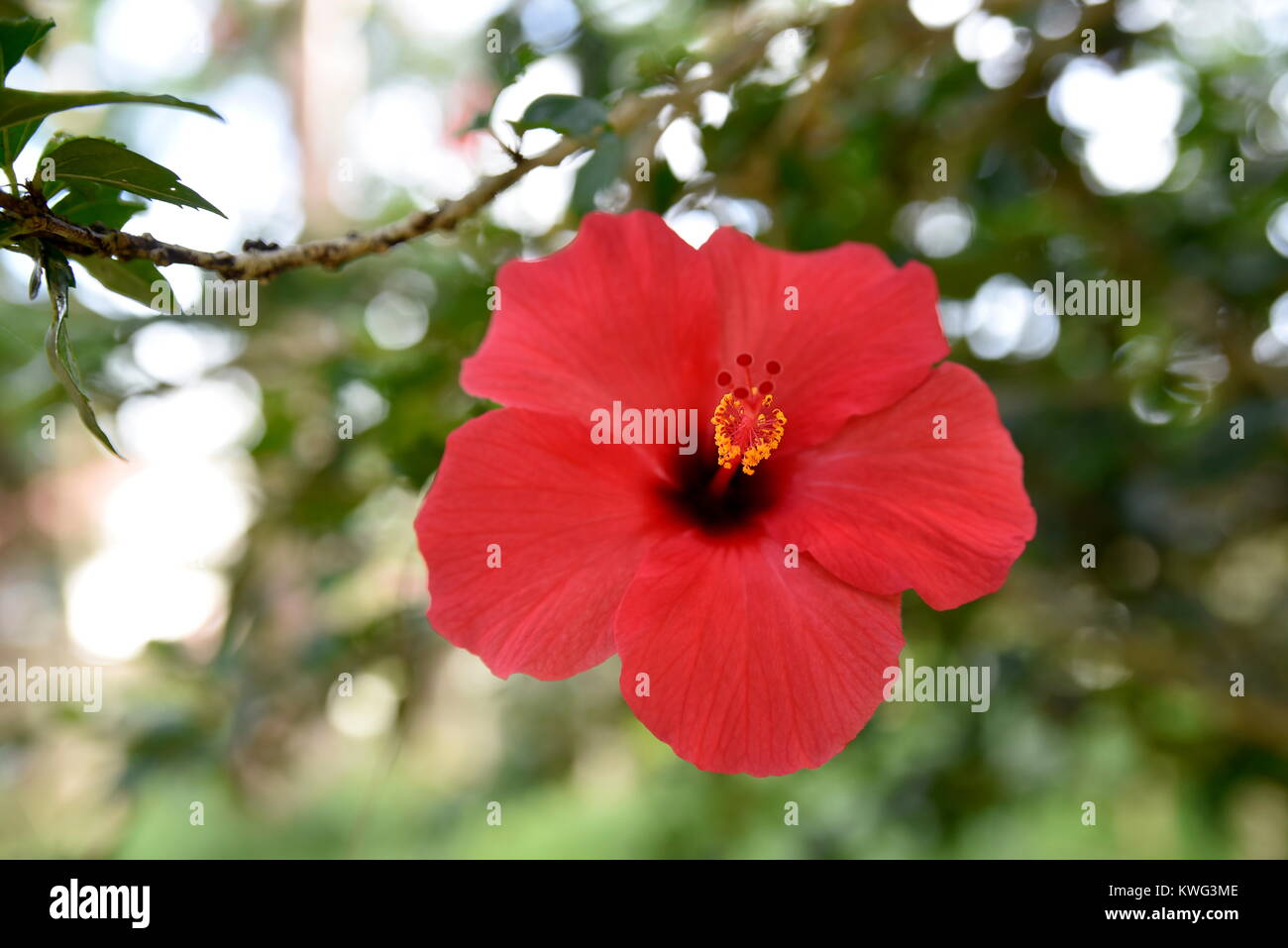 Close-up di fiori nel giardino, Baguio City, Filippine Foto Stock
