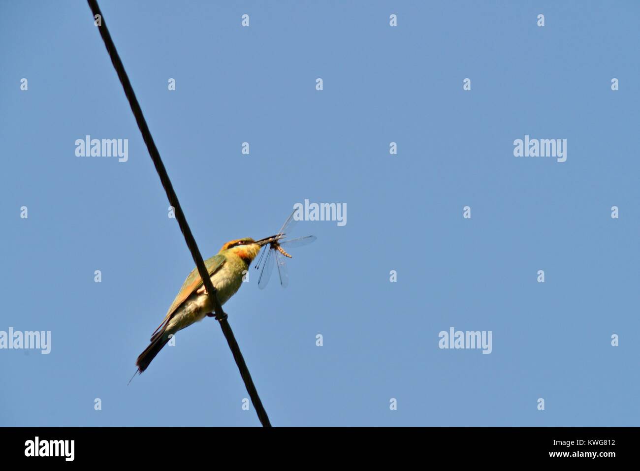 Rainbow gruccione, Merops ornatus, su un adattatore Powerline con un appena catturati dragonfly, Townsville, Queensland, Australia Foto Stock