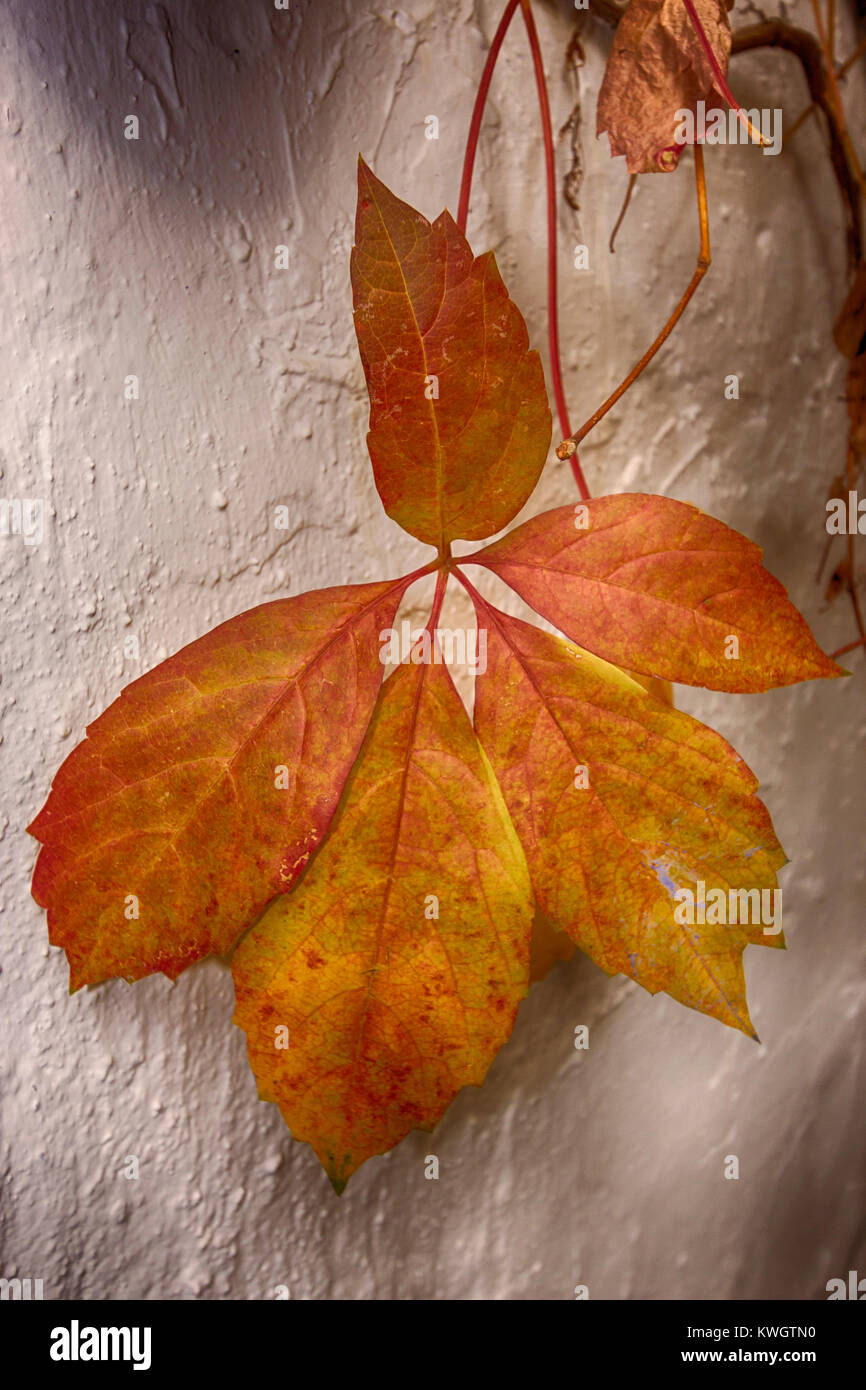 Foglie di autunno contro la parete. Foto Stock