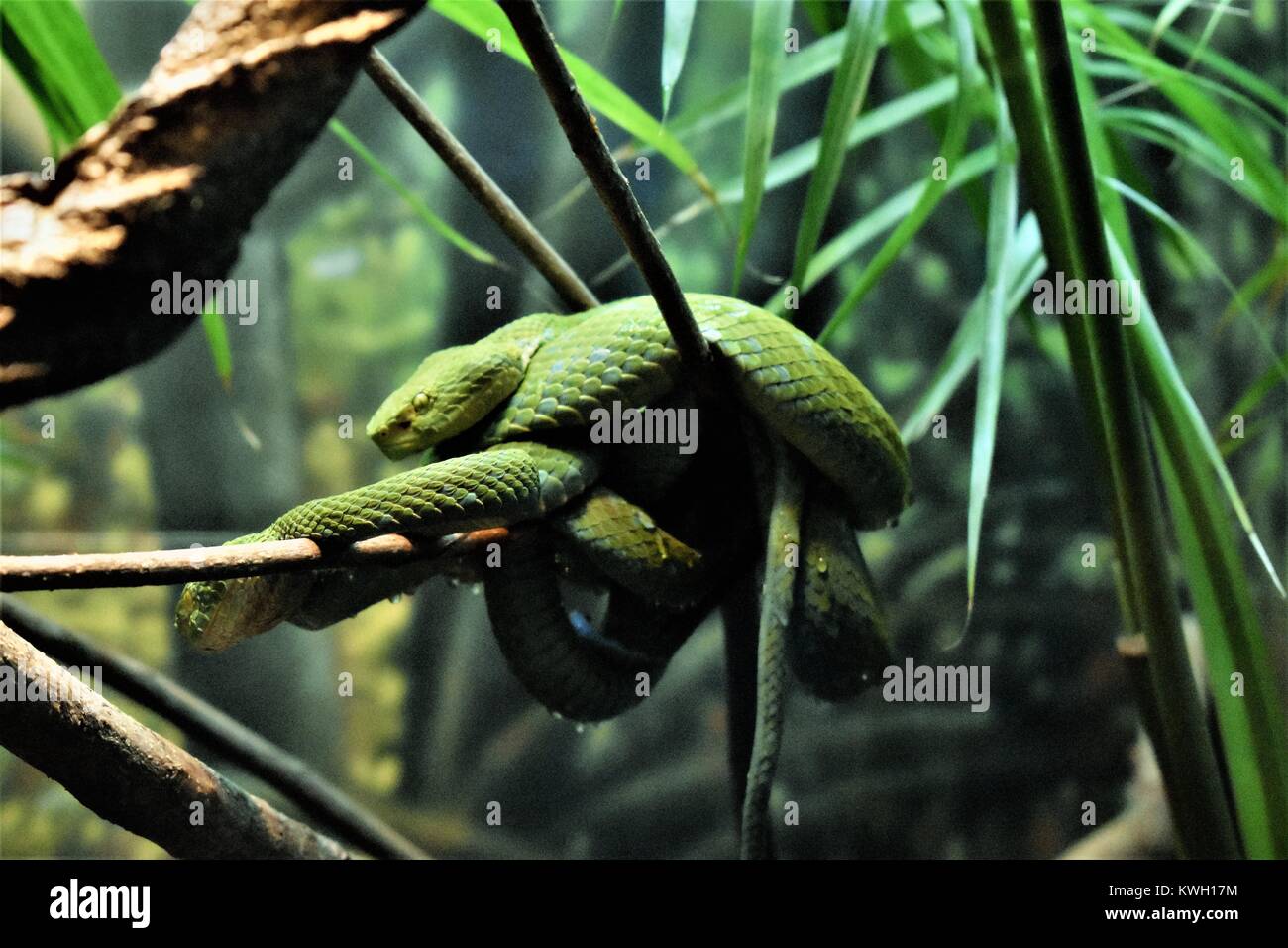 Green baby snake Foto Stock