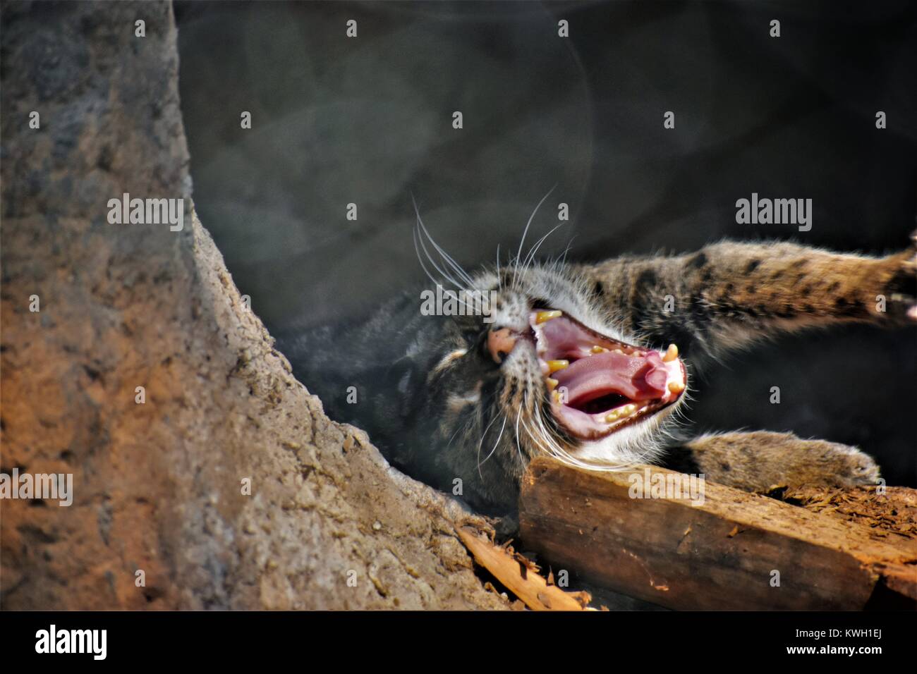 Gatto di pesca Foto Stock