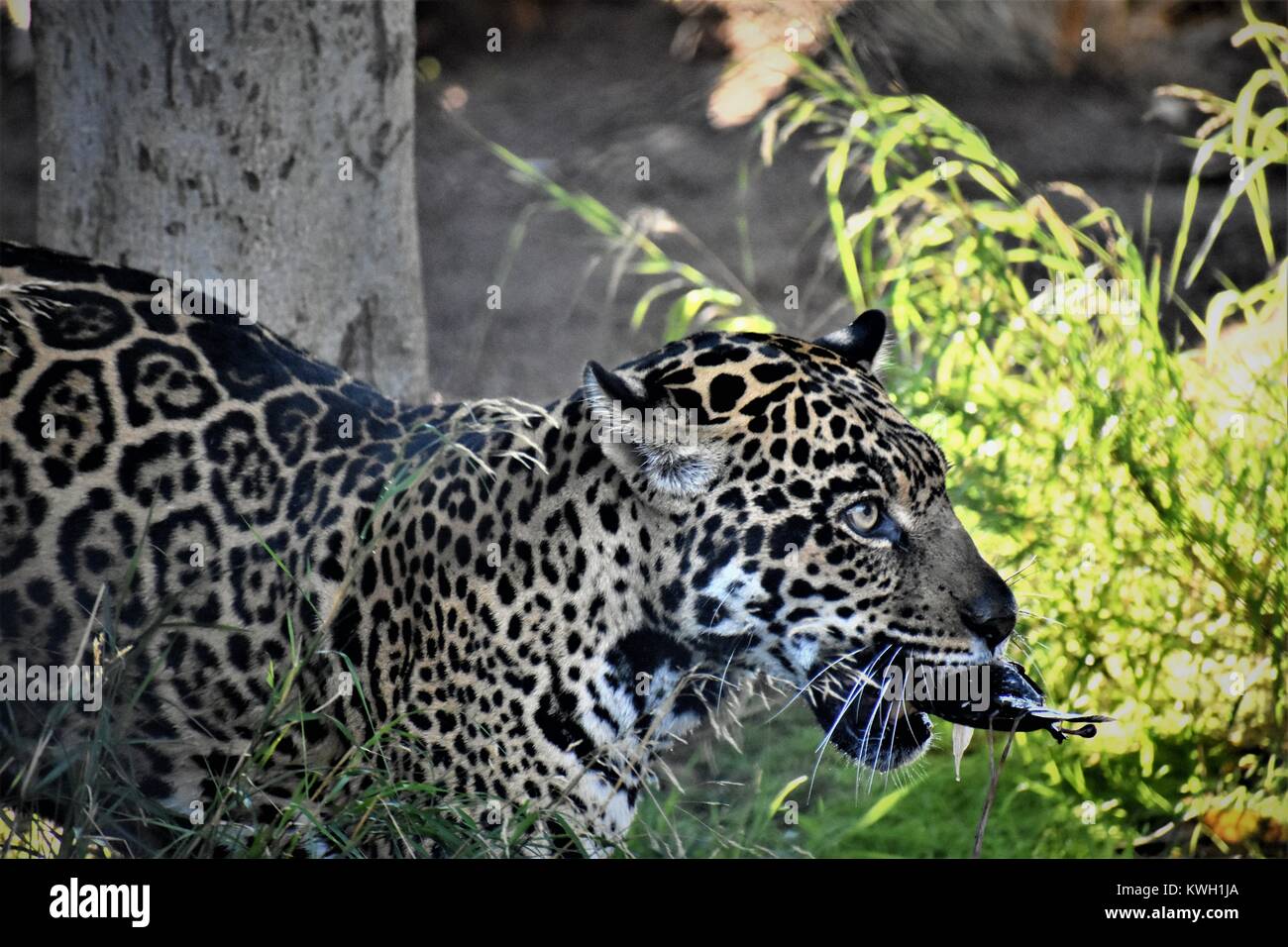 Jaguar mangiare pesce Foto Stock