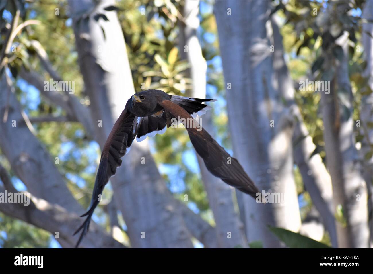 Falcon volare verso di voi Foto Stock