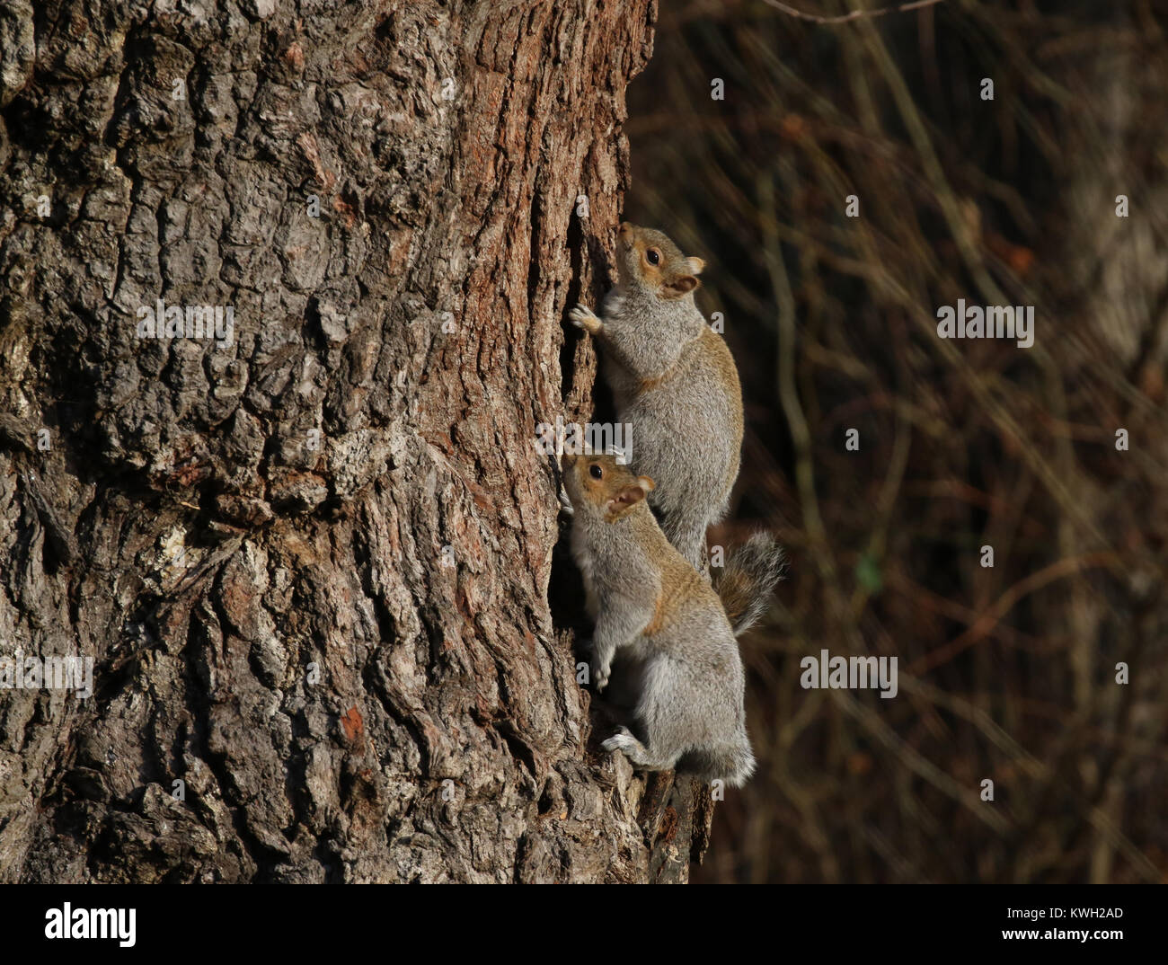 Gli scoiattoli grigi Foto Stock