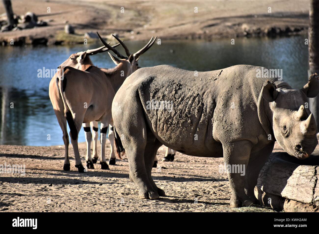 Sud del rinoceronte bianco Foto Stock