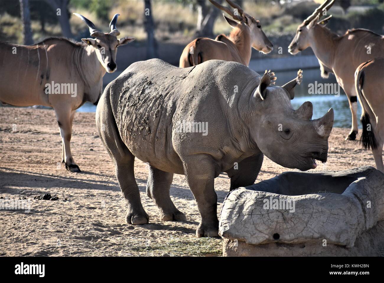 Sud del rinoceronte bianco Foto Stock