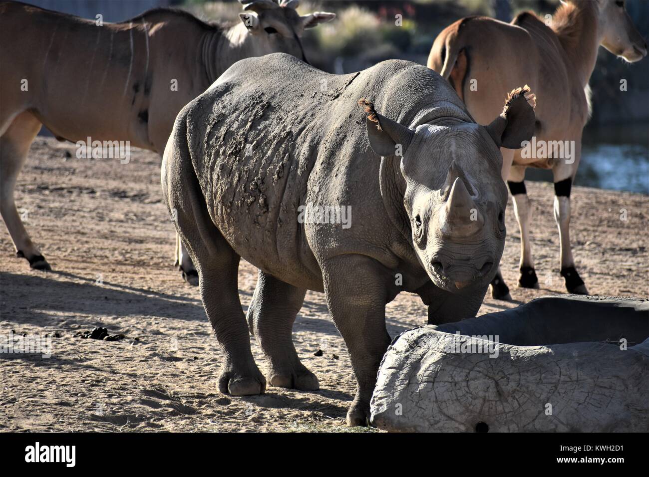 Sud del rinoceronte bianco Foto Stock