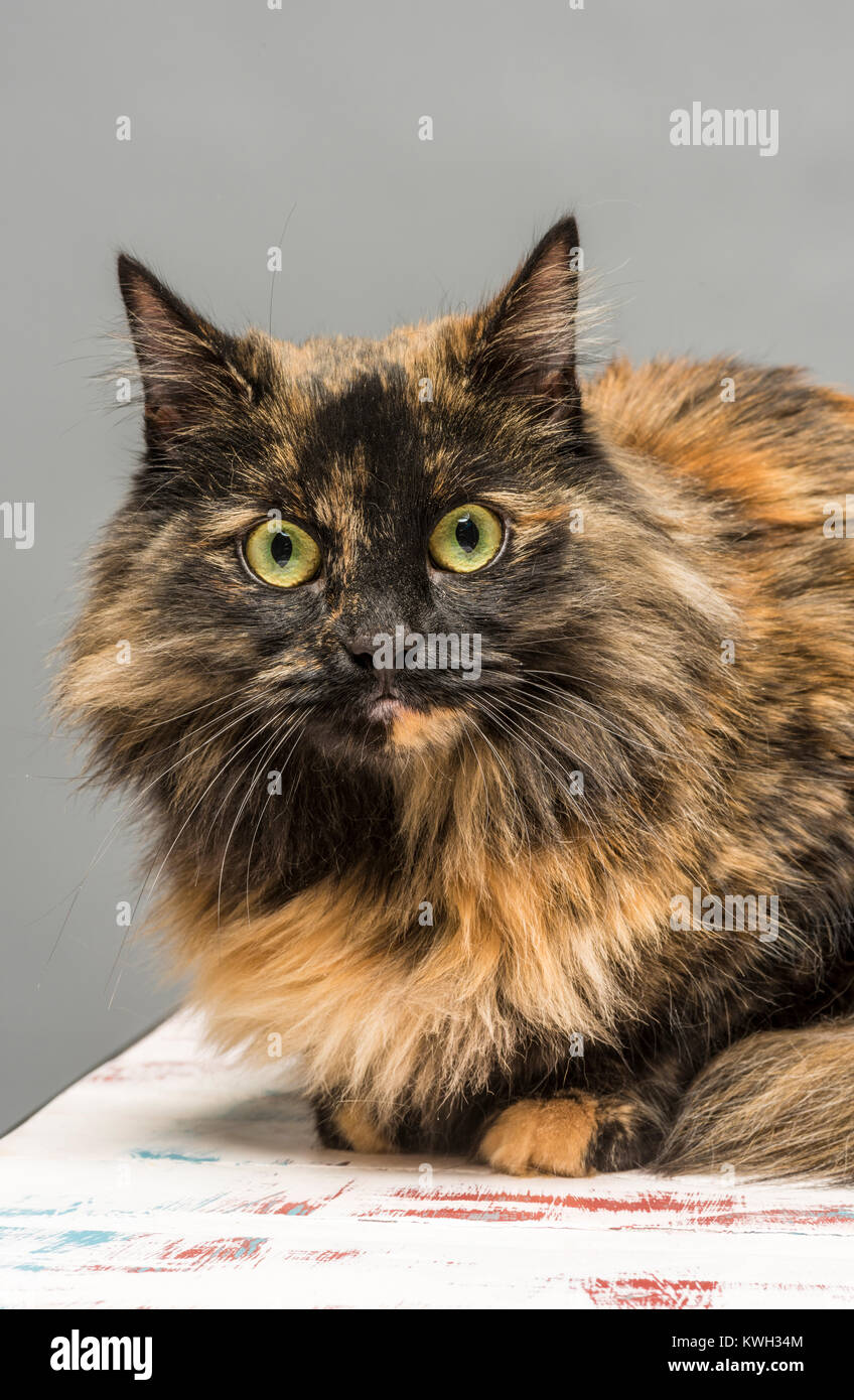 Capelli lunghi tabby domestico cat Foto Stock