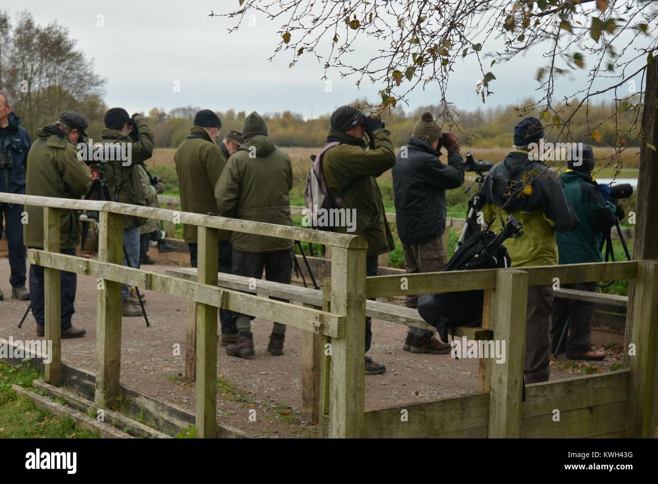 Un gregge di bird-watching in azione Foto Stock