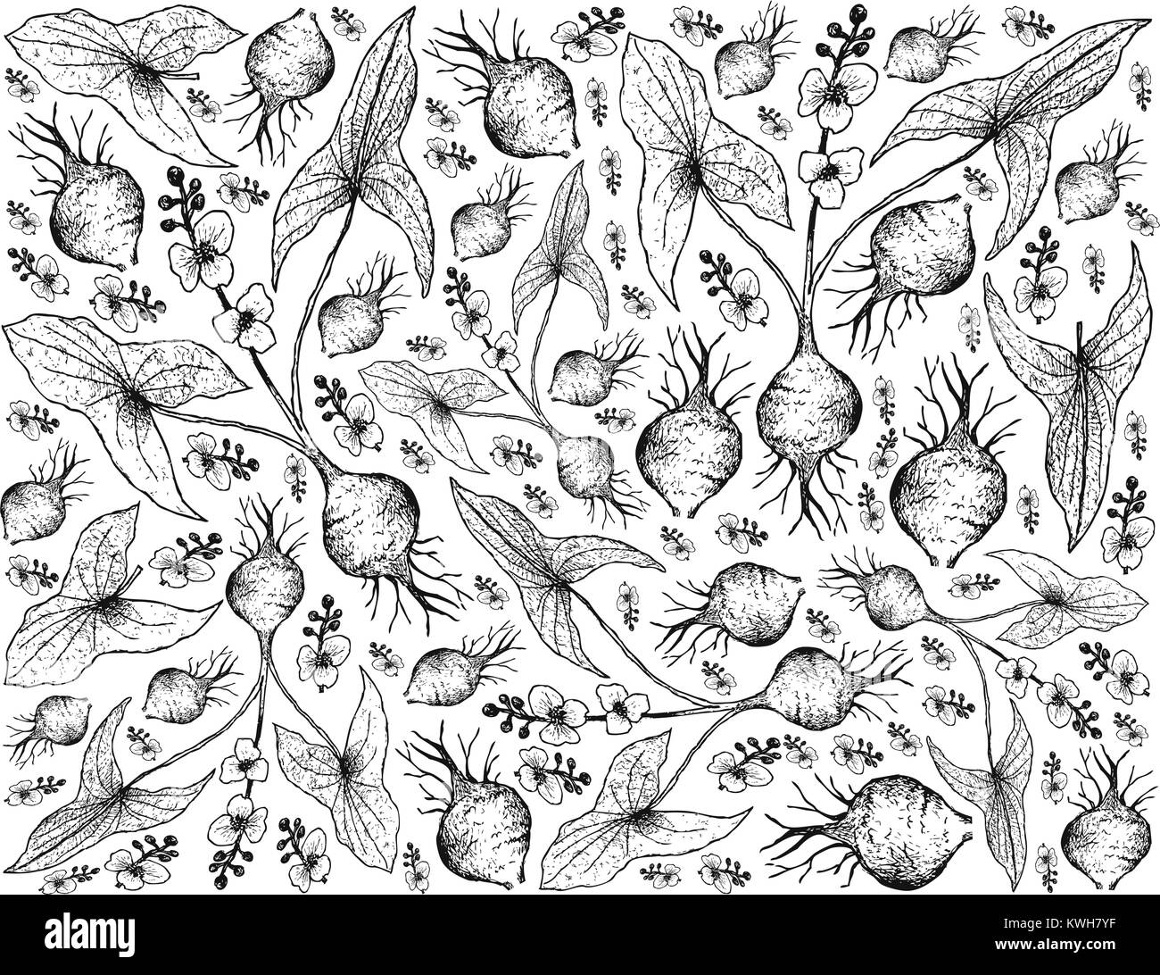 Radici tuberose e verdure, Illustrazione disegnata a mano schizzo di latifoglie o Arrowhead Sagittaria Latifolia impianto isolato su sfondo bianco. Illustrazione Vettoriale