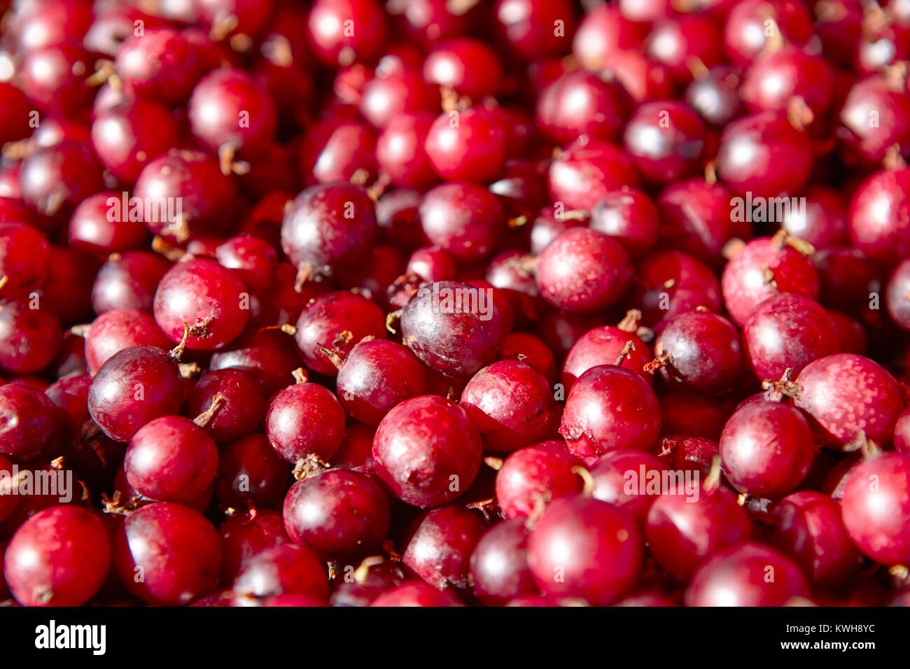 Rosso selvatico frutti berrys dettaglio. Cibo sano e background. Finlandia Foto Stock