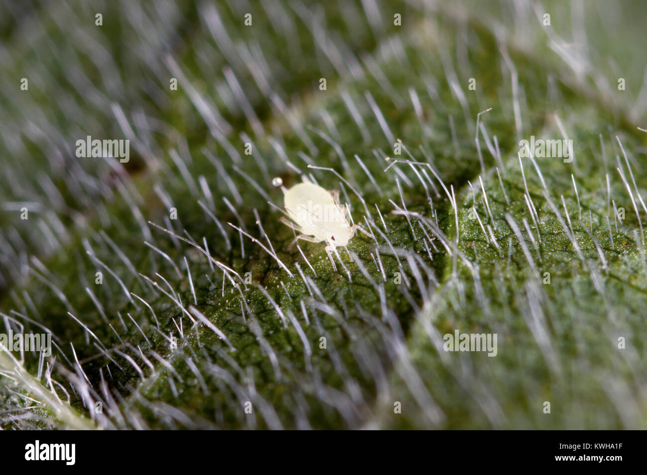 Semi di soia (afide APHIS GLYCINES) CLOSE UP Foto Stock