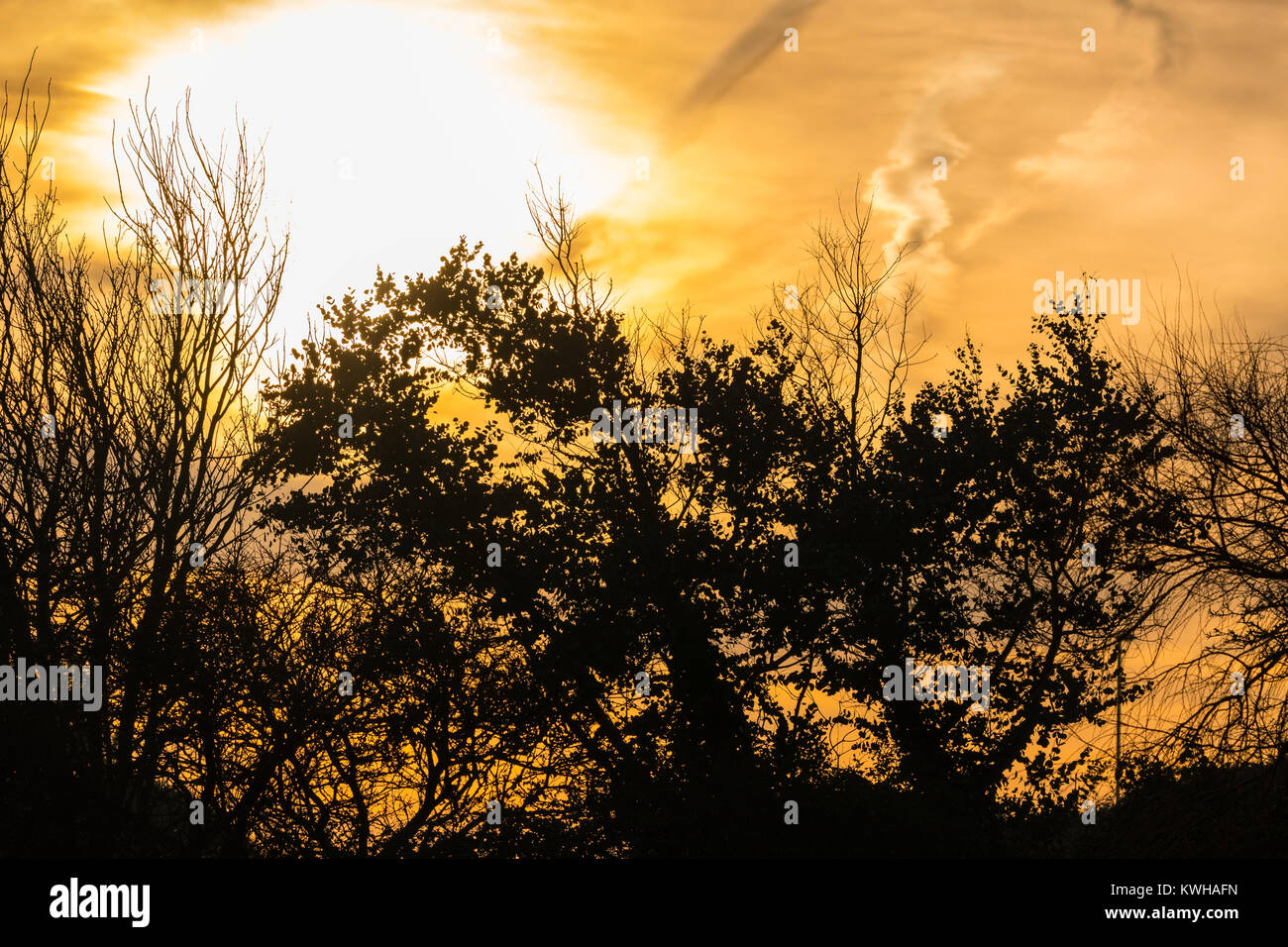 Il sorgere del sole attraverso gli alberi in inverno nel Regno Unito. Foto Stock