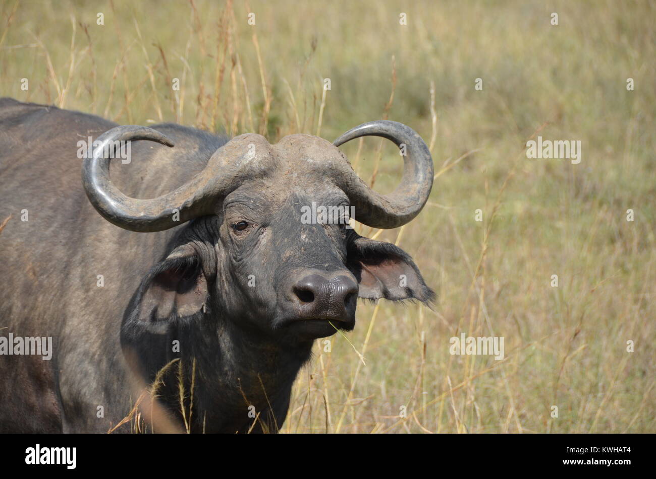 Maschio adulto African Buffalo presso il Parco Nazionale di Nairobi. Il bufalo africano è un membro della grande gioco di cinque animali. Foto Stock