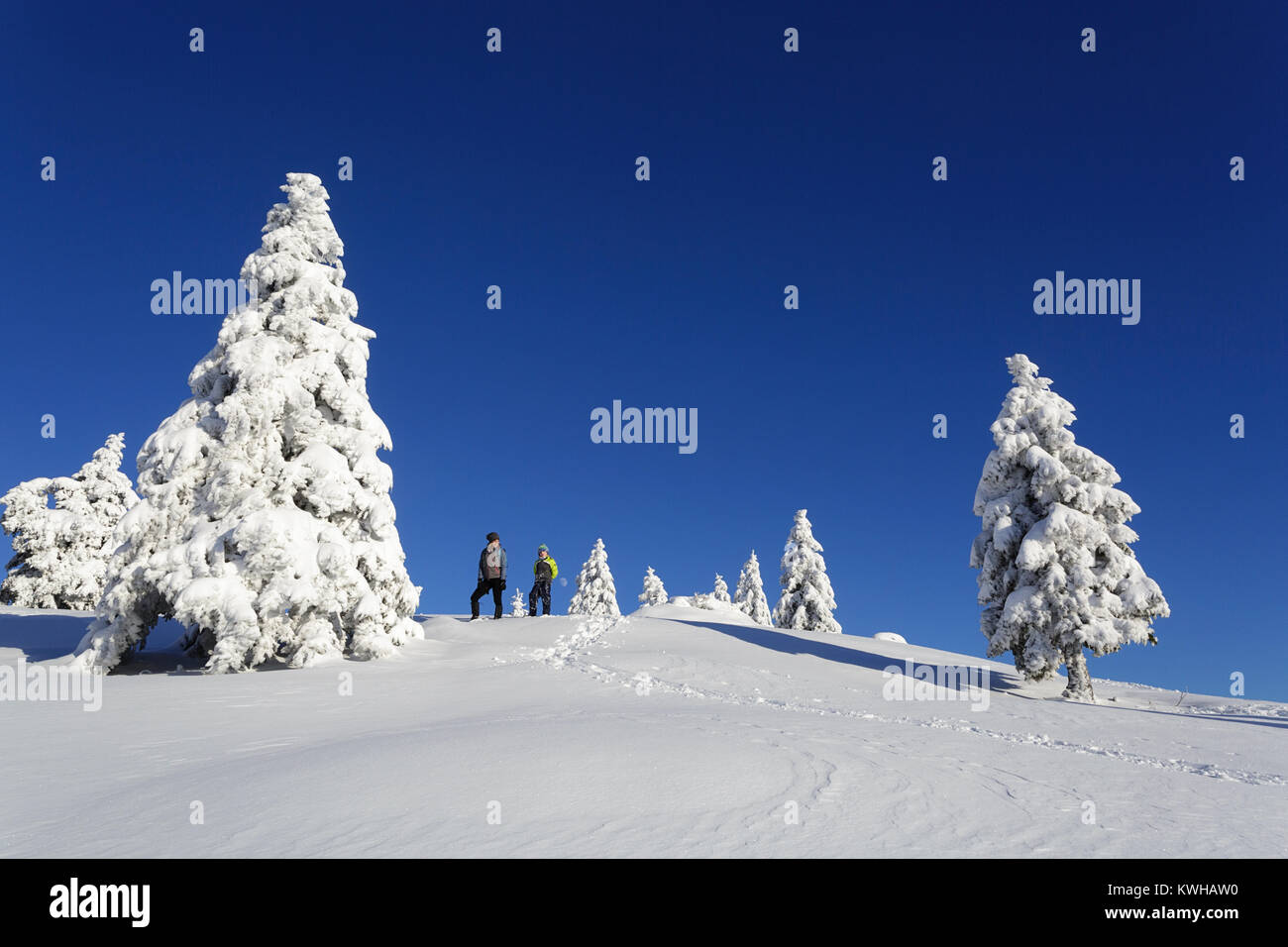 Madre e figlio escursioni sulle montagne coperte di neve tra abeti congelato, Krvavec, Slovenia. Foto Stock