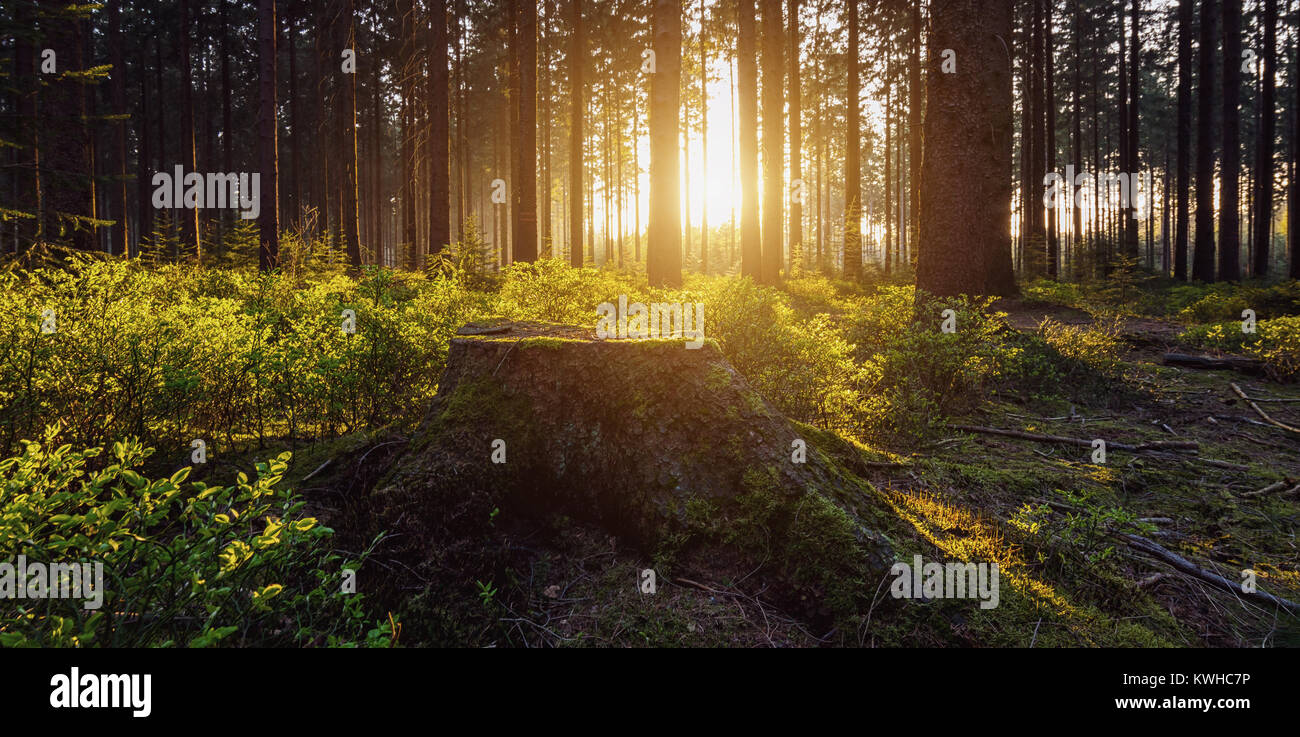 Sentiero escursionistico in alla Foresta Foto Stock