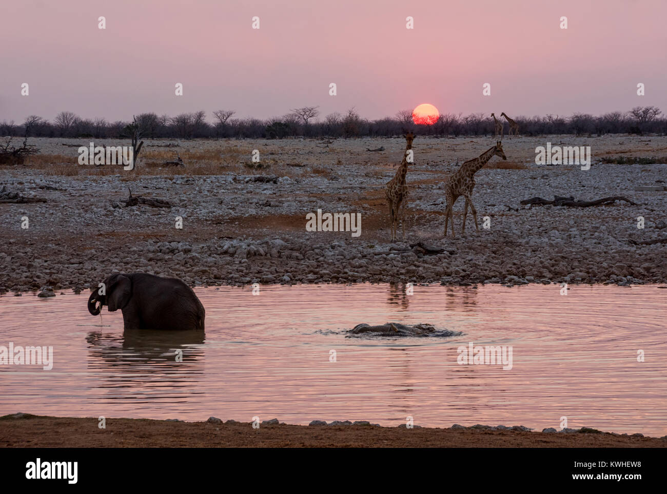 Elefanti in un foro di irrigazione al tramonto Foto Stock
