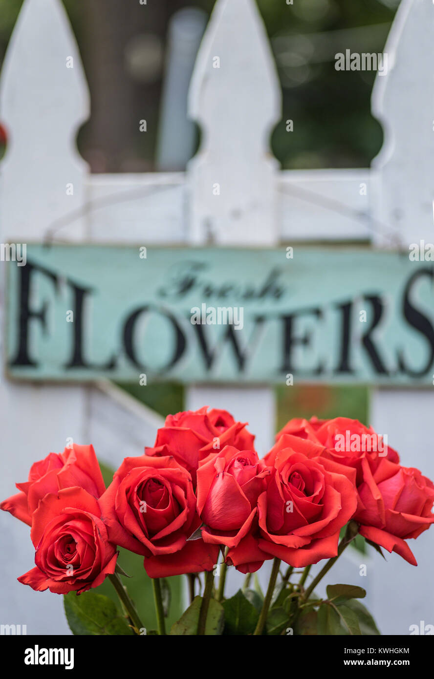 Rose e white Picket Fence con fiori freschi firmare nel giardino sul retro Foto Stock