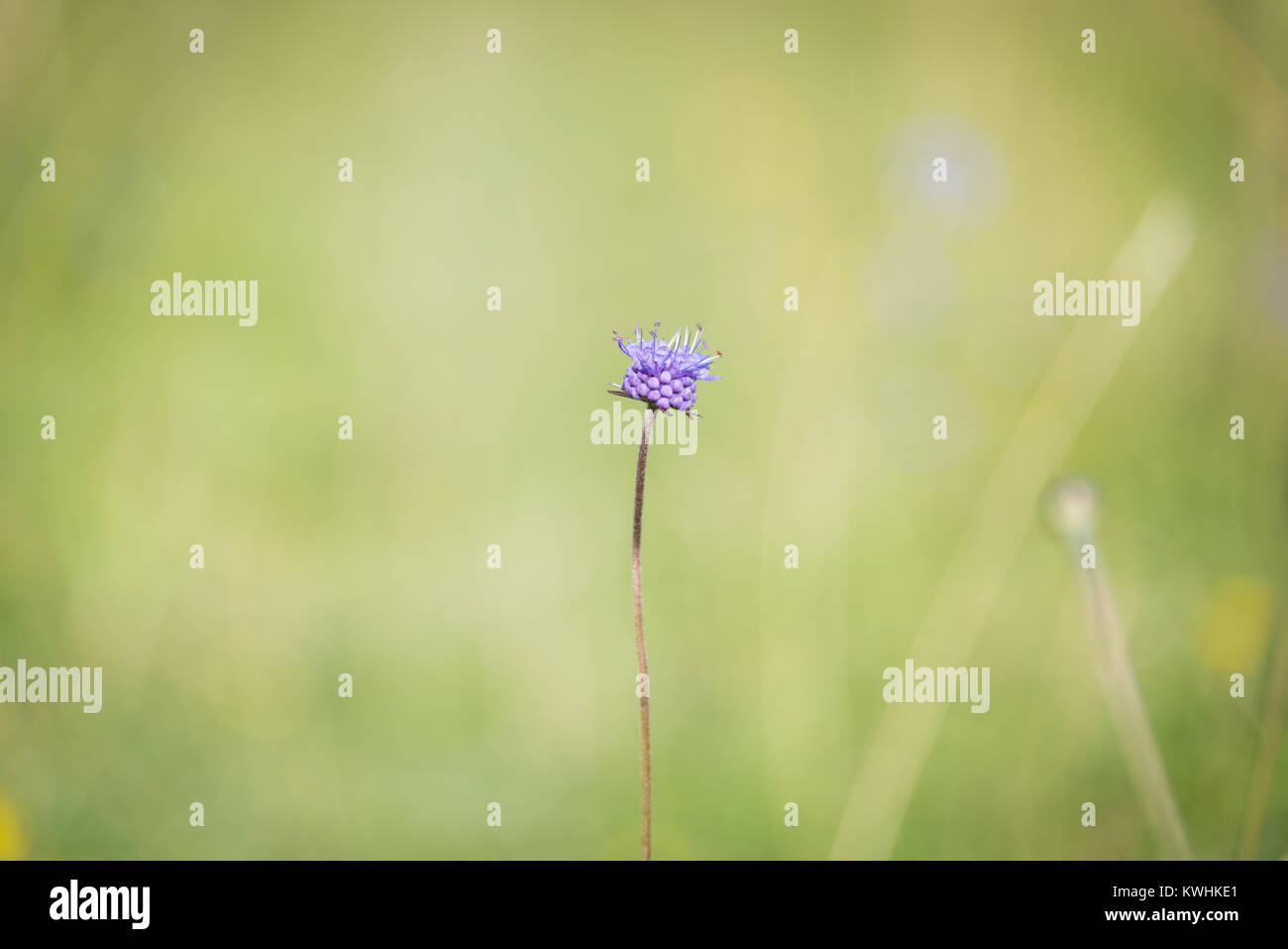 Un fiore scabious a Barton colline Riserva Naturale Nazionale, Barton-le-argilla, Bedfordshire Foto Stock