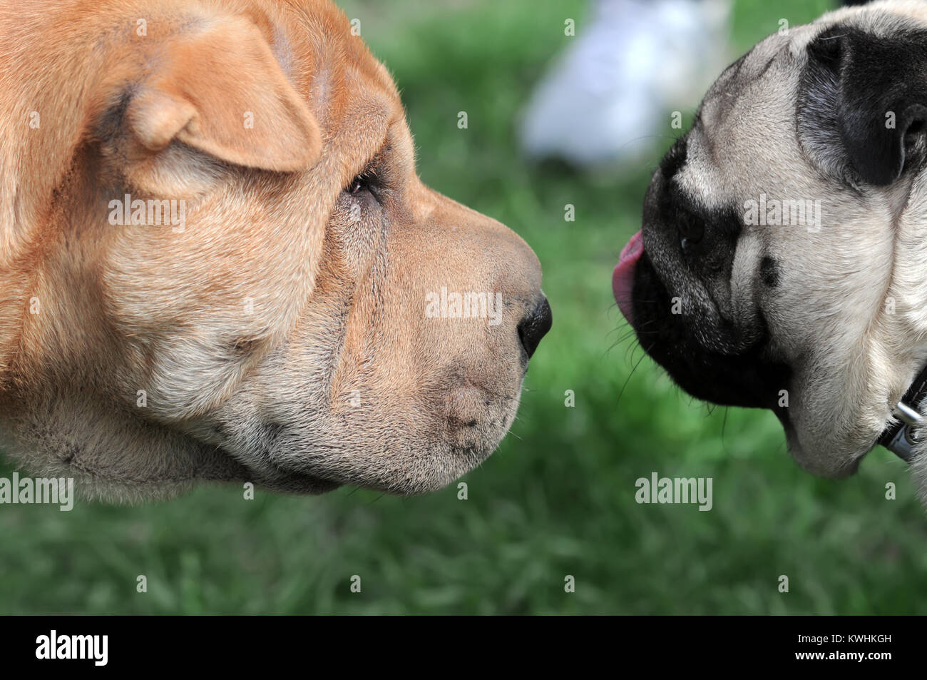 Cani cordiale incontro presso il dog show Foto Stock