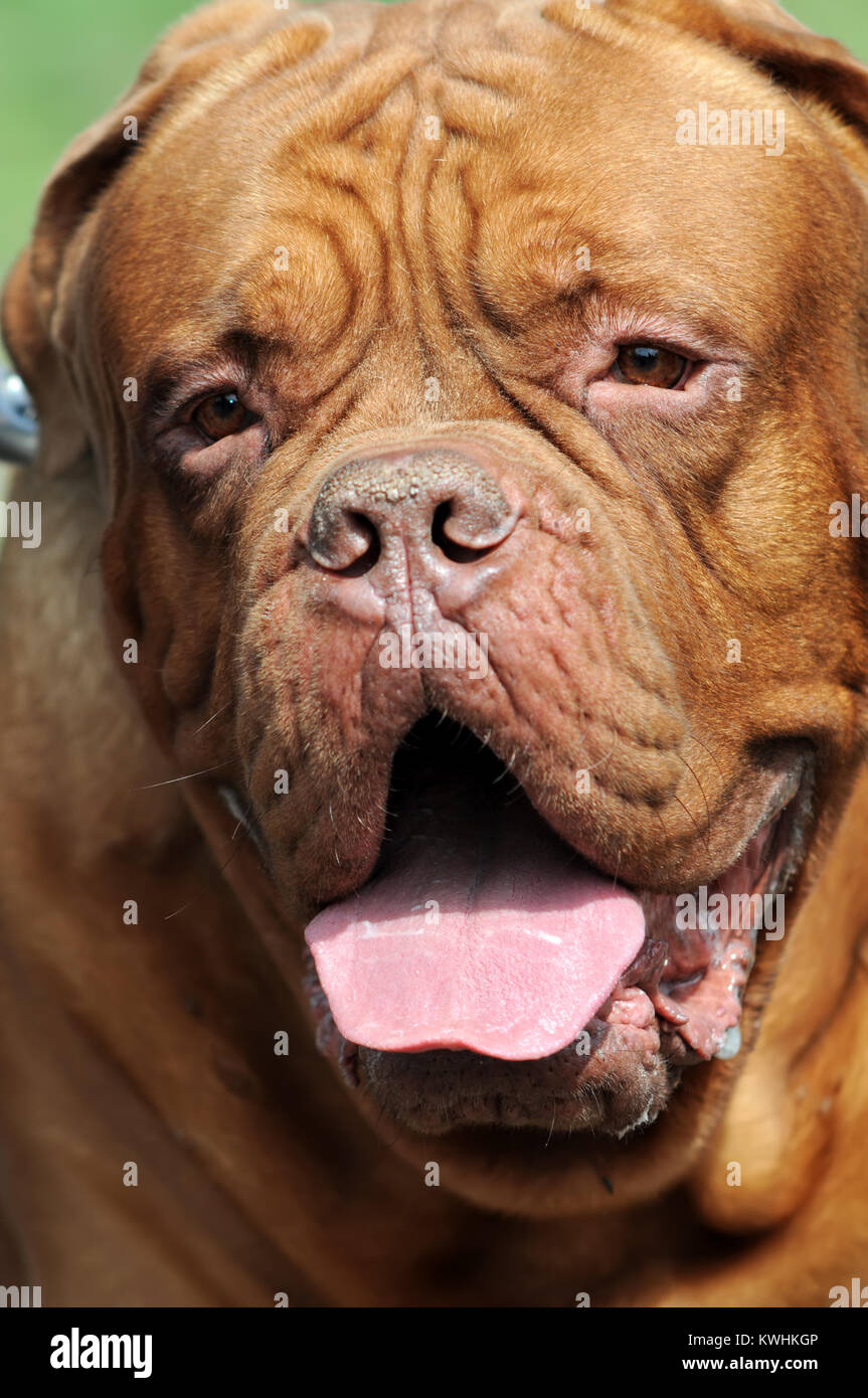 Closeup ritratto di Bordeaux cane all'aperto Foto Stock