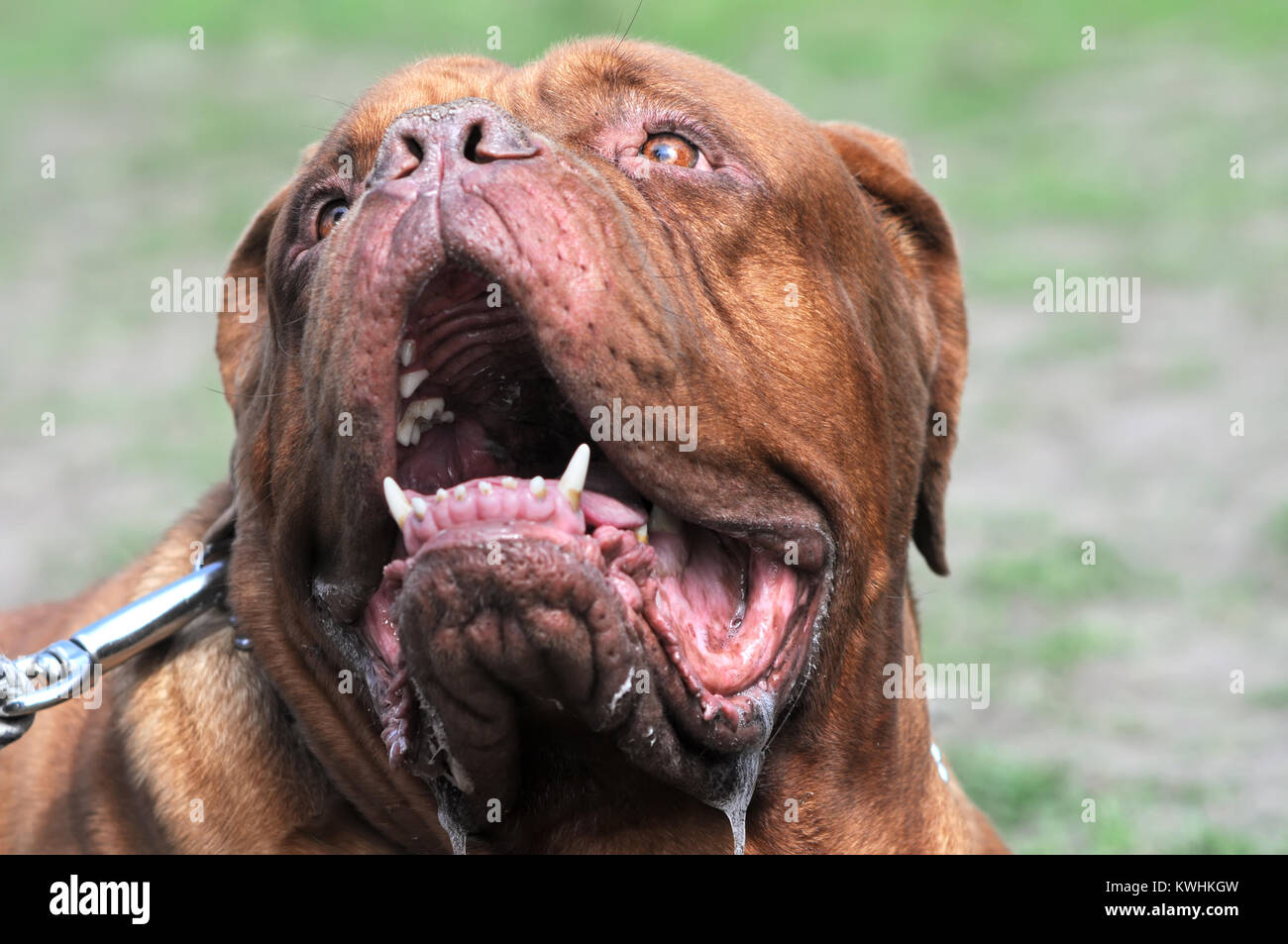 Closeup ritratto di Bordeaux cane all'aperto Foto Stock