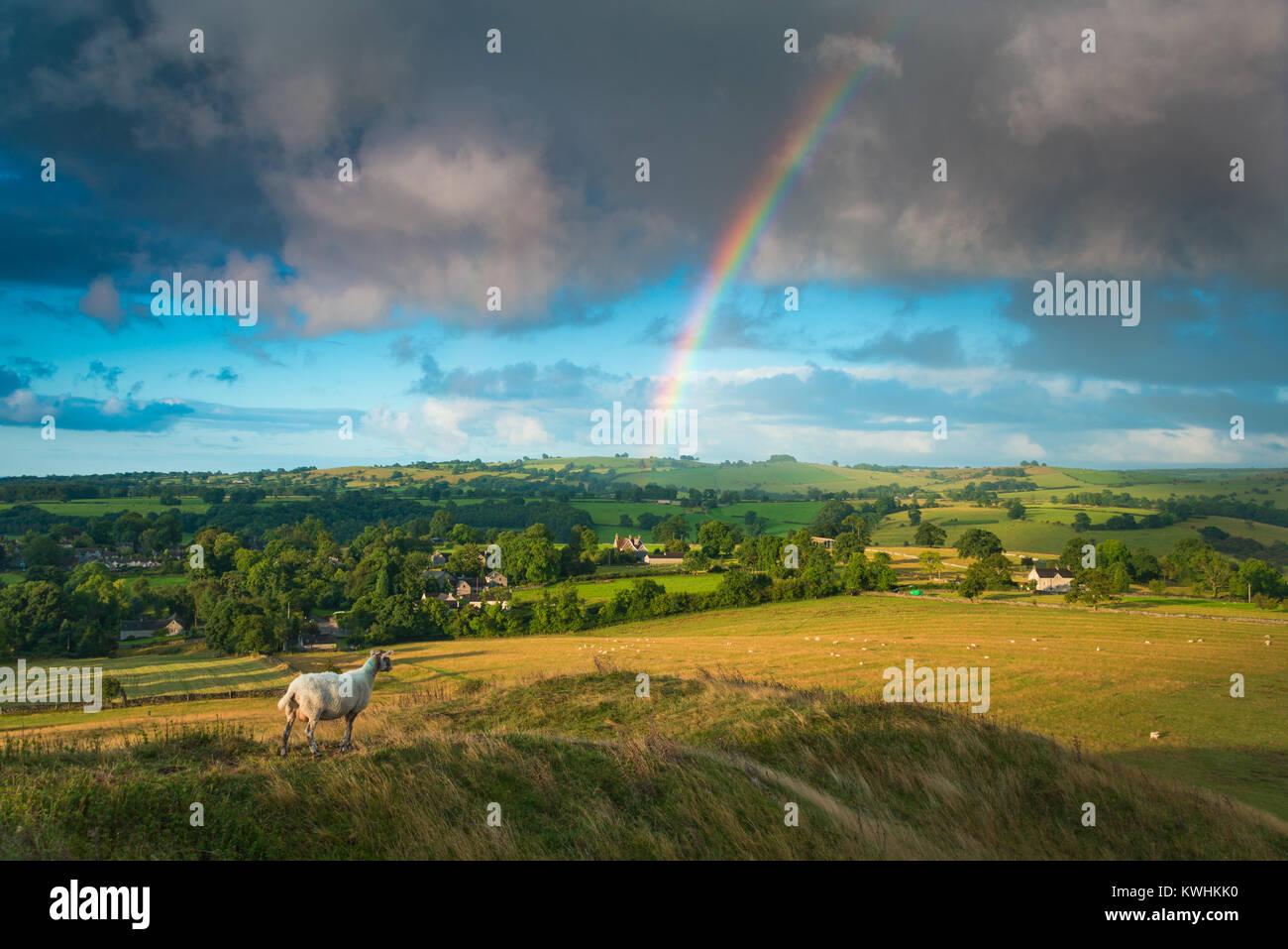 Un solitario di rilevazione di pecora della Valle, Derbyshire, Inghilterra Foto Stock