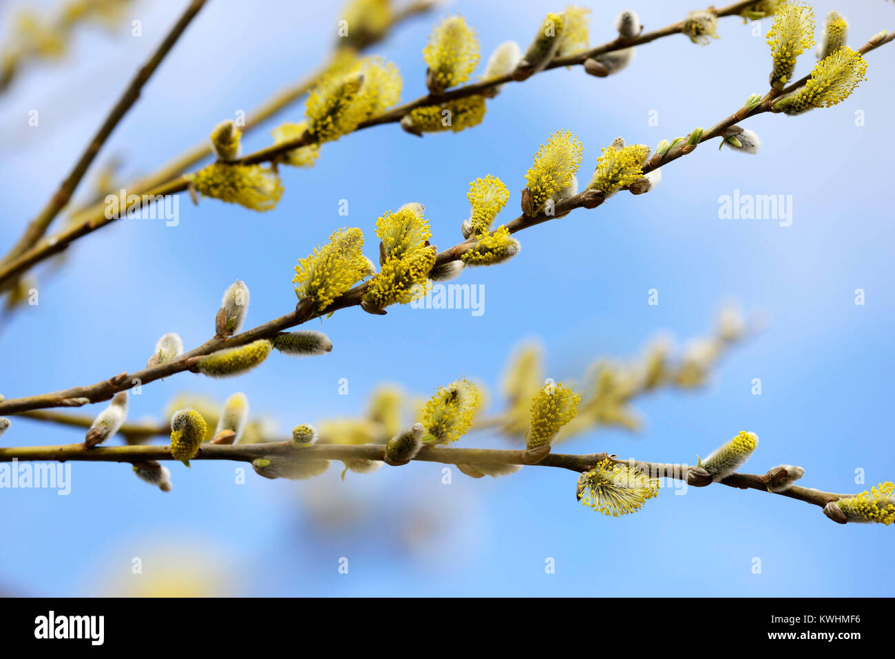 Amenti (Salix spec.) in primavera, Weidenkaetzchen (Salix spec.) Fruehling im Foto Stock