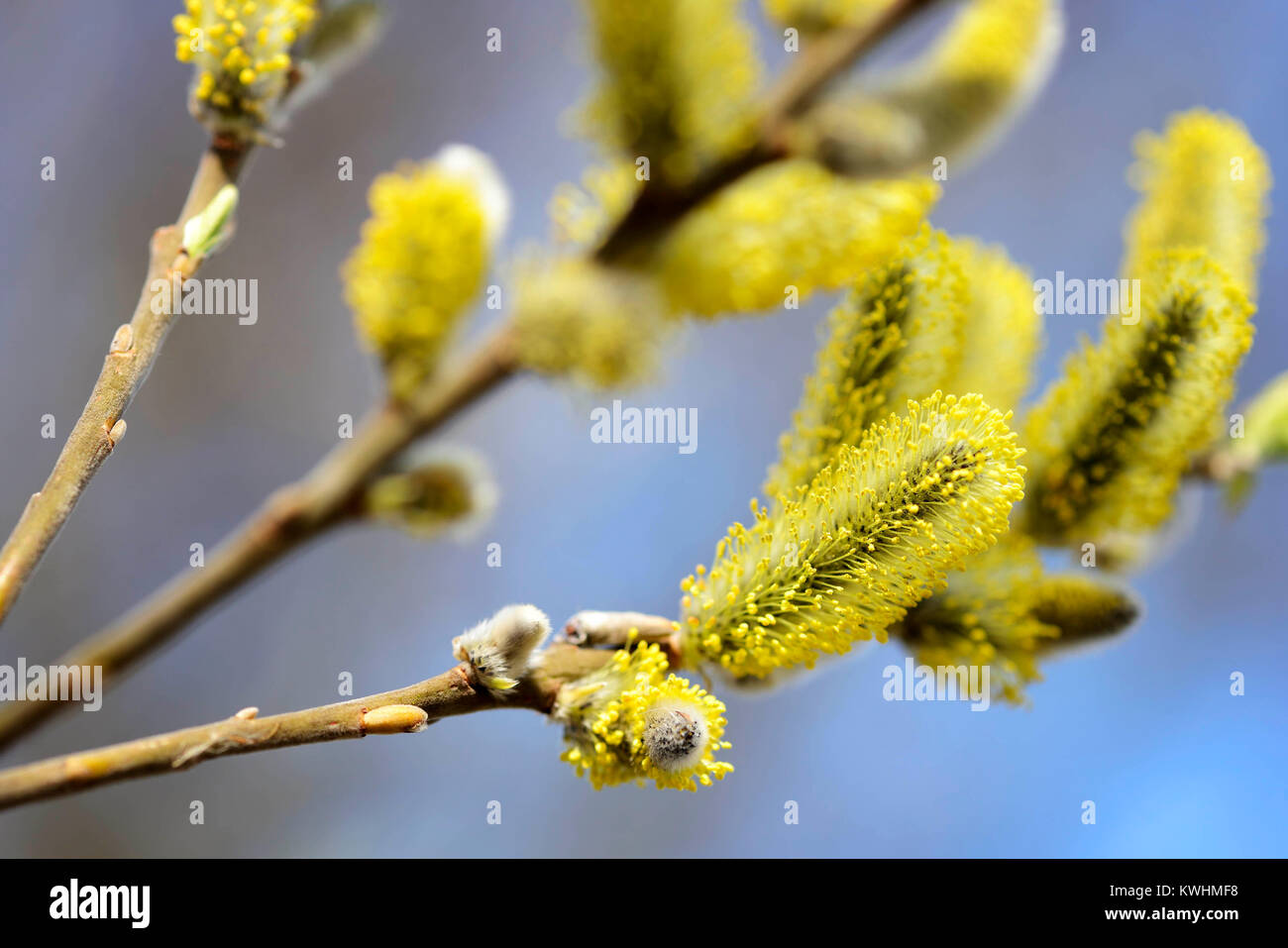 Amenti (Salix spec.) in primavera, Weidenkaetzchen (Salix spec.) Fruehling im Foto Stock