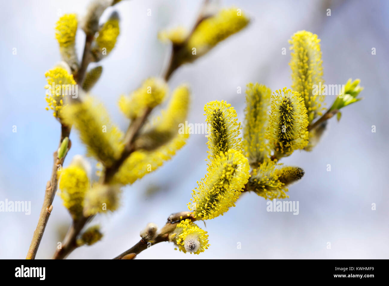Amenti (Salix spec.) in primavera, Weidenkaetzchen (Salix spec.) Fruehling im Foto Stock