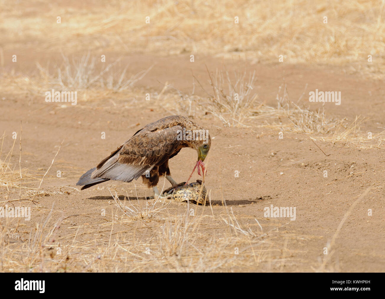 Bruno Eagle (Aquila rapax) mangiando una tartaruga che è stato ucciso da un veicolo in esecuzione su di esso nel Parco Nazionale di Tarangire e; Tanzania Foto Stock