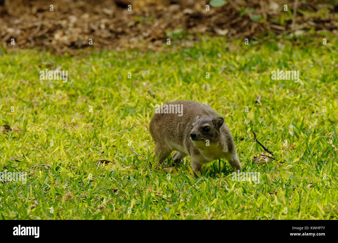 Vista dettagliata del Rock Hyrax (nome scientifico: Procavia johnstoni, o 'Pimbi' in Swaheli, nel Serengeti/Tarangire, Lago Manyara Ngorogoro parco nazionale, Foto Stock