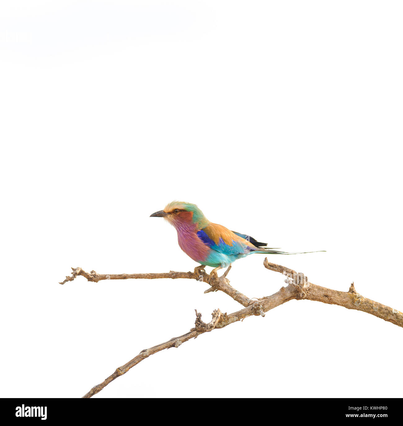 Lilla-rullo di petto Foto Stock