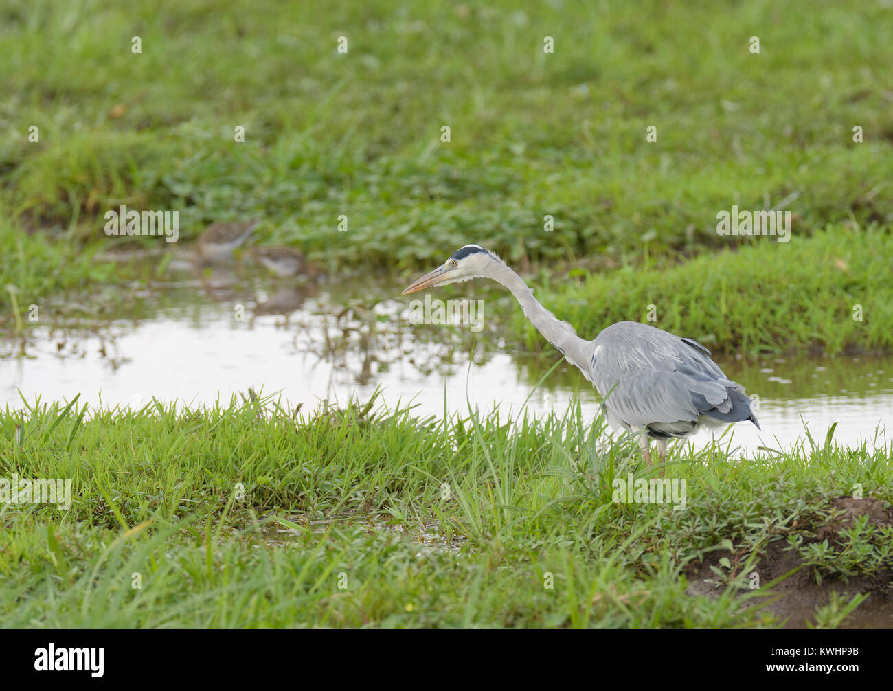 Grigio o airone cinerino (Ardea cinerea) nel Lago Manyara National Park Foto Stock
