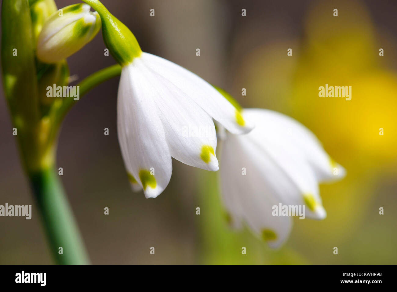 Il simbolo del fiocco di neve, molla knot flower (Leucojum vernum), Maerzenbecher, Fruehlings-Knotenblume (Leucojum vernum) Foto Stock