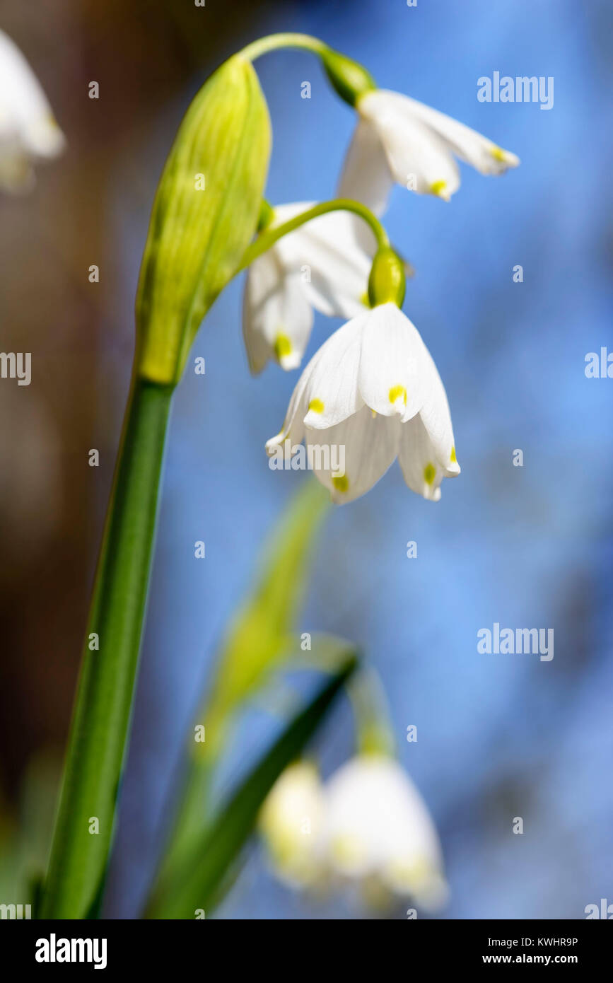 Il simbolo del fiocco di neve, molla knot flower (Leucojum vernum), Maerzenbecher, Fruehlings-Knotenblume (Leucojum vernum) Foto Stock