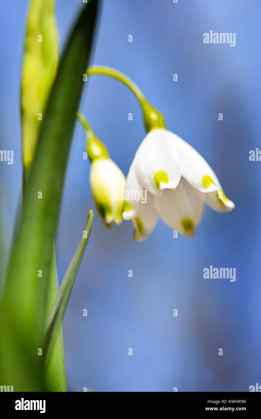 Il simbolo del fiocco di neve, molla knot flower (Leucojum vernum), Maerzenbecher, Fruehlings-Knotenblume (Leucojum vernum) Foto Stock