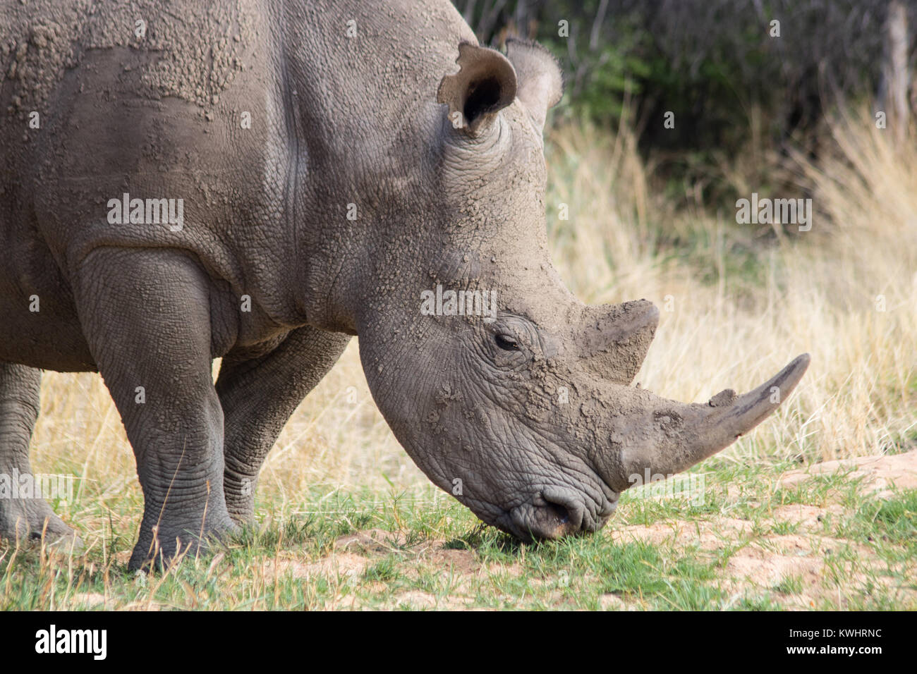 White Rhino pascolano in Namibia. Grande per vedere questa specie in via di estinzione in roaming nella selvatica Foto Stock White Rhino pascolano in Namibia. Grande per vedere questa specie in via di estinzione in roaming nella selvatica Foto Stock