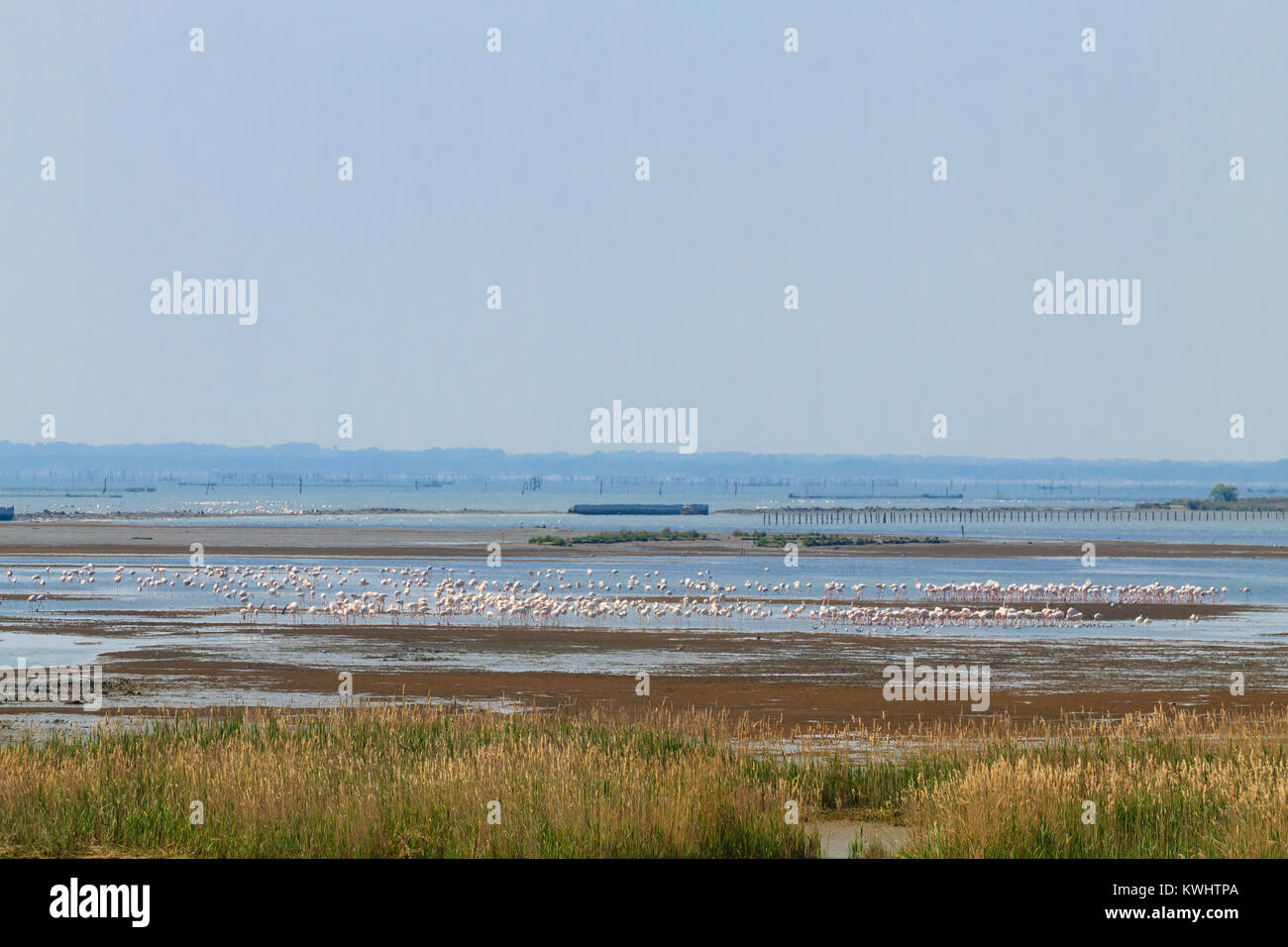 Stormo di fenicotteri rosa da "Delta del Po' laguna, Italia. Panorama della natura Foto Stock