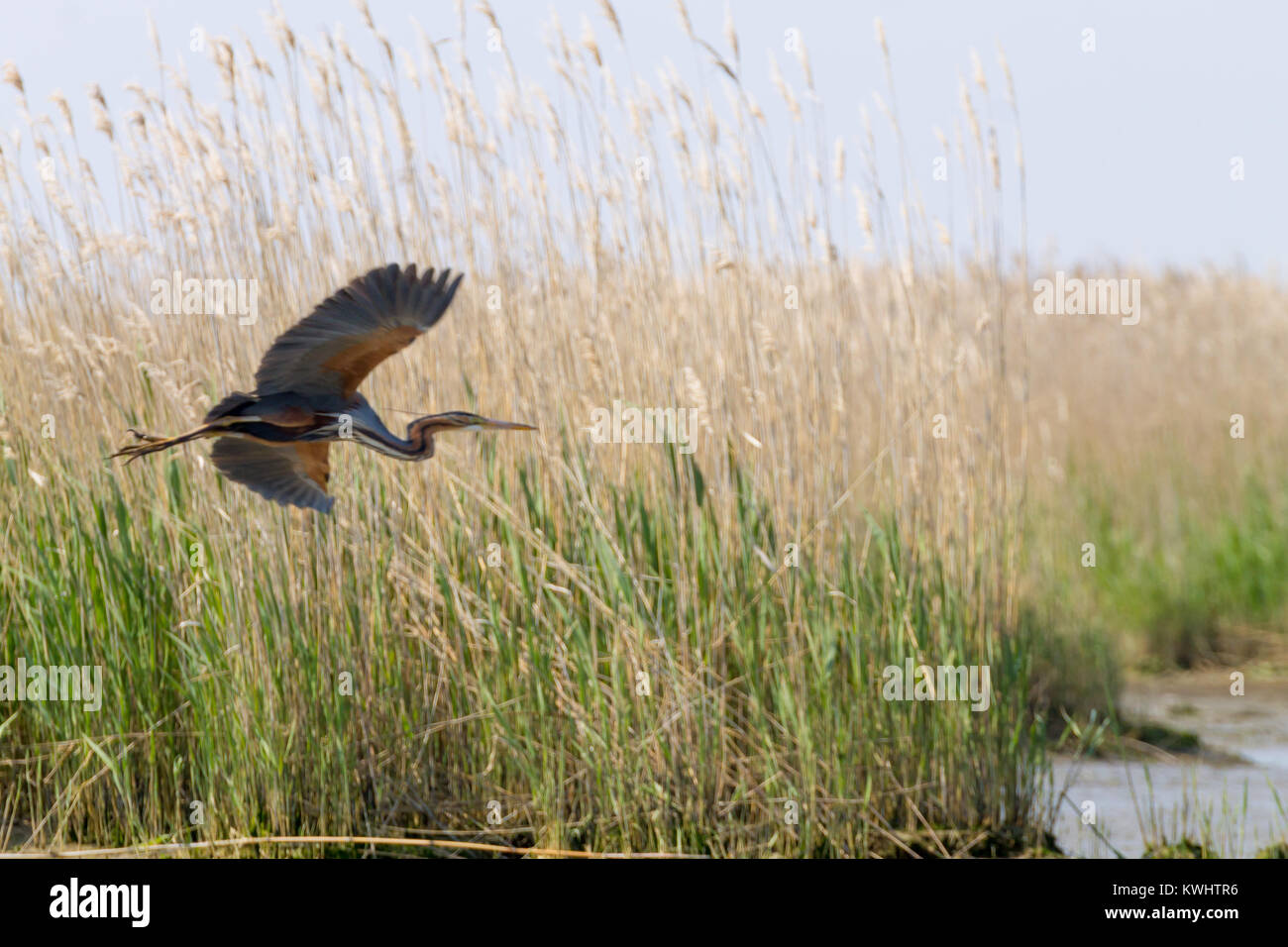 Airone rosso vicino fino dal fiume Po laguna, Italia. Per gli uccelli migratori. Natura italiana Foto Stock