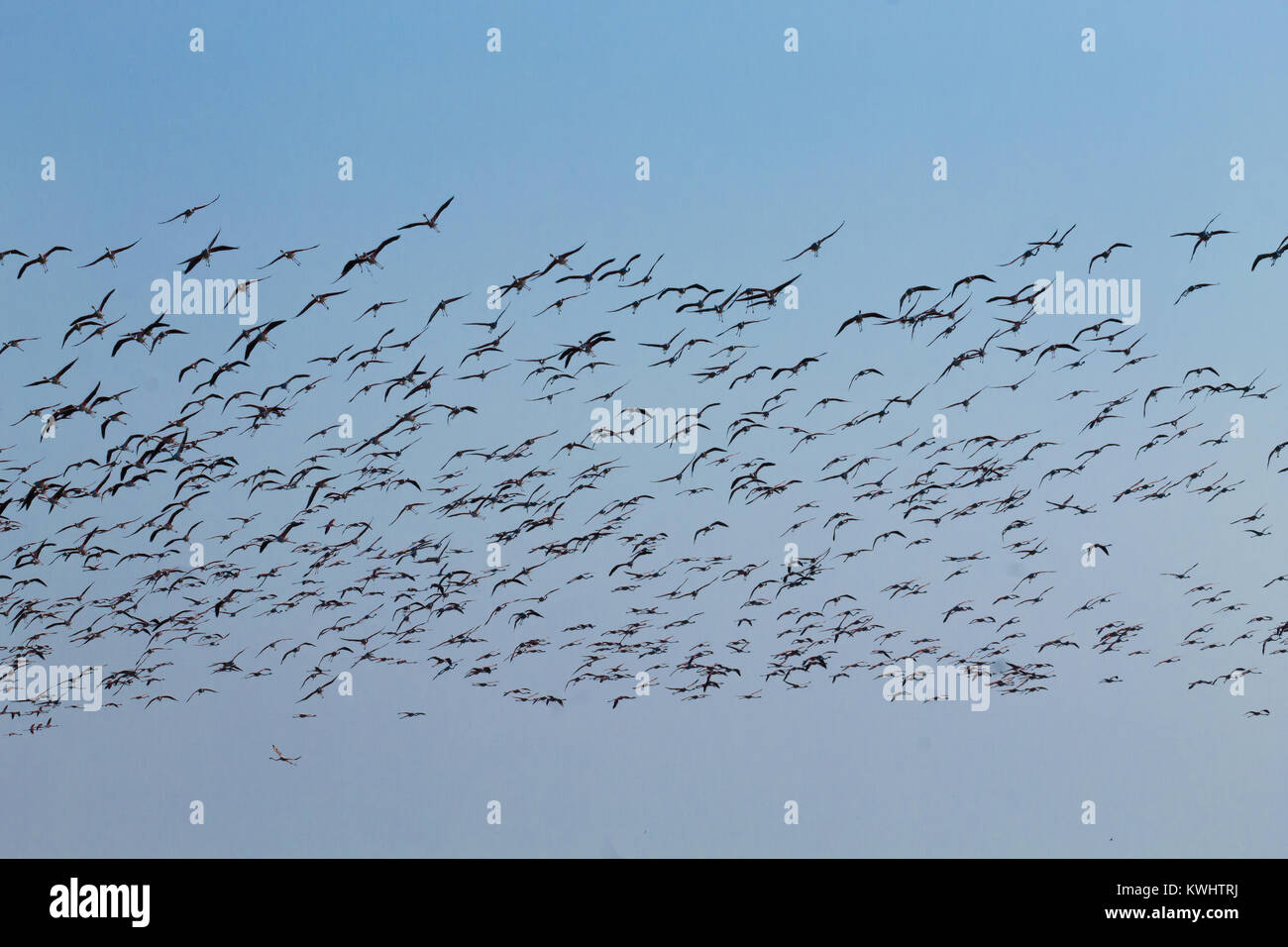 Stormo di fenicotteri rosa da "Delta del Po' laguna, Italia. Panorama della natura Foto Stock