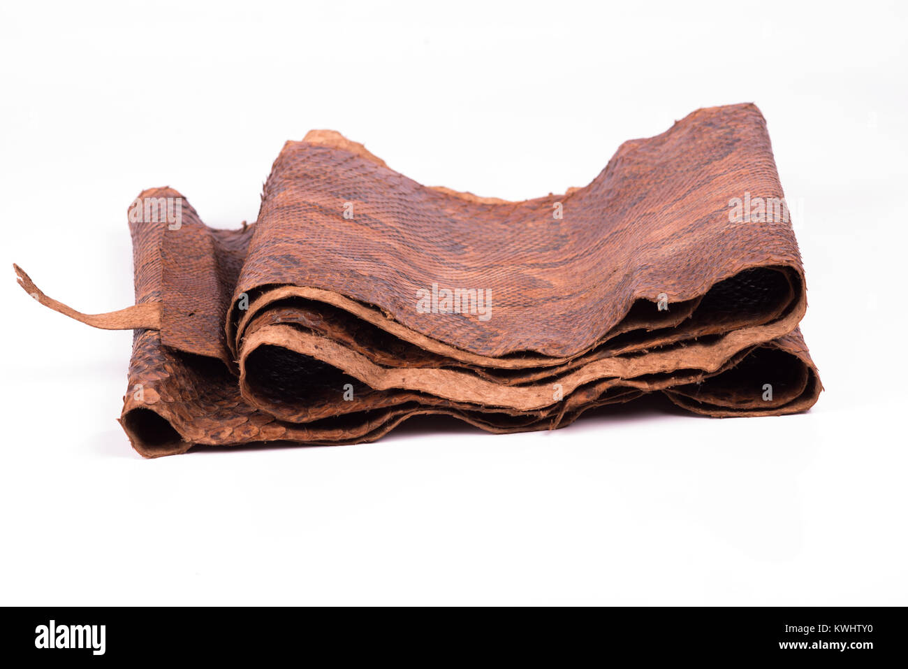 Pelle di serpente su uno sfondo bianco Foto Stock